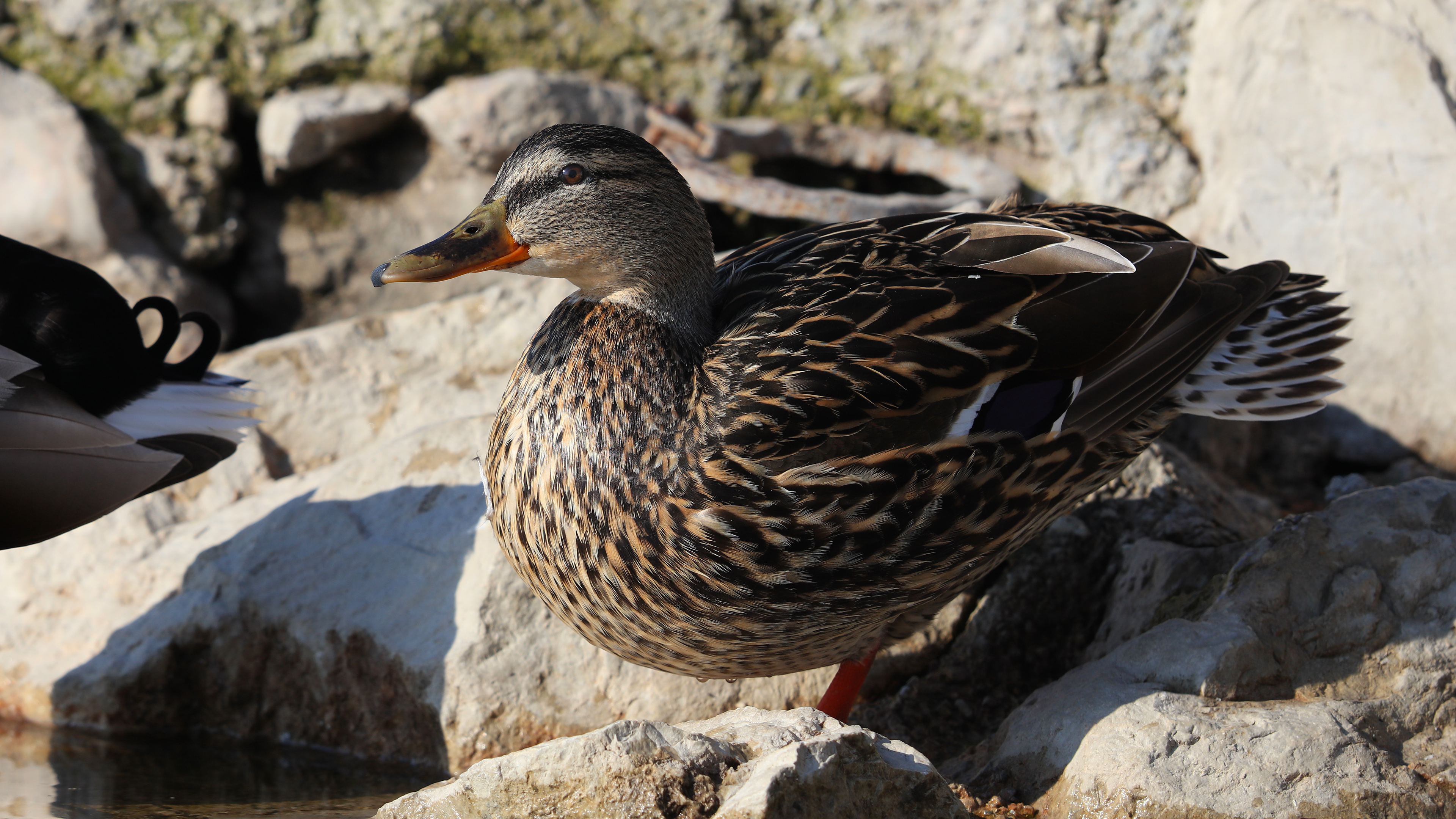 Mallard