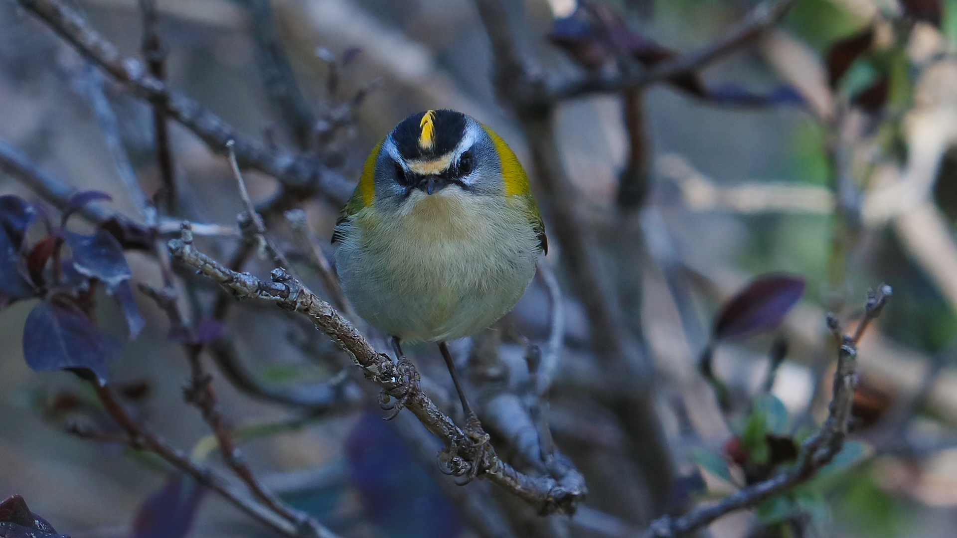 Common Firecrest