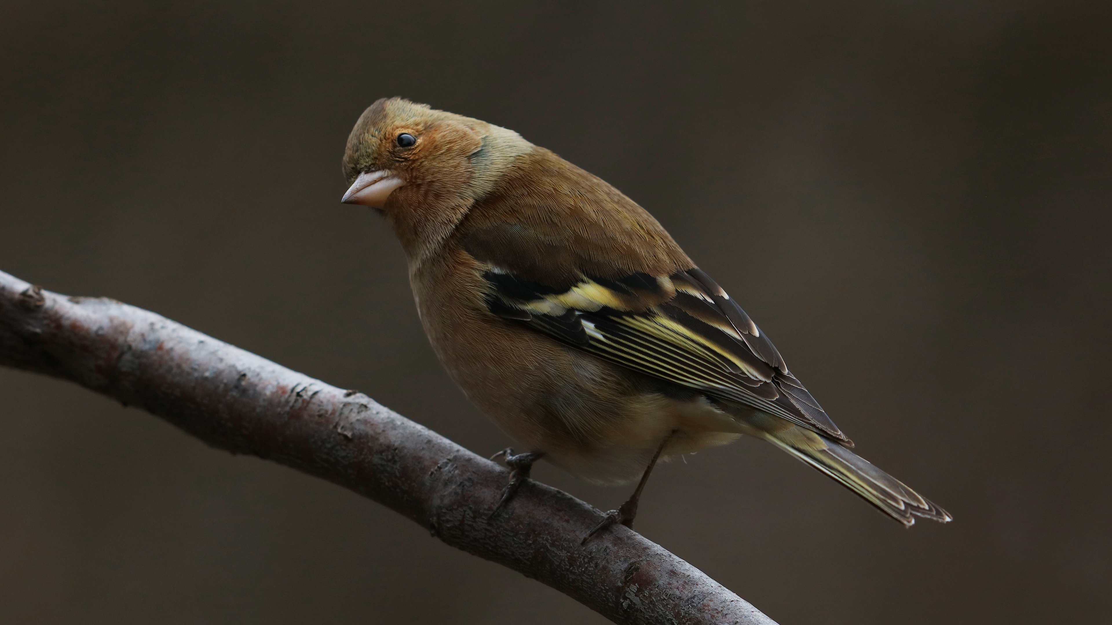 Common Chaffinch