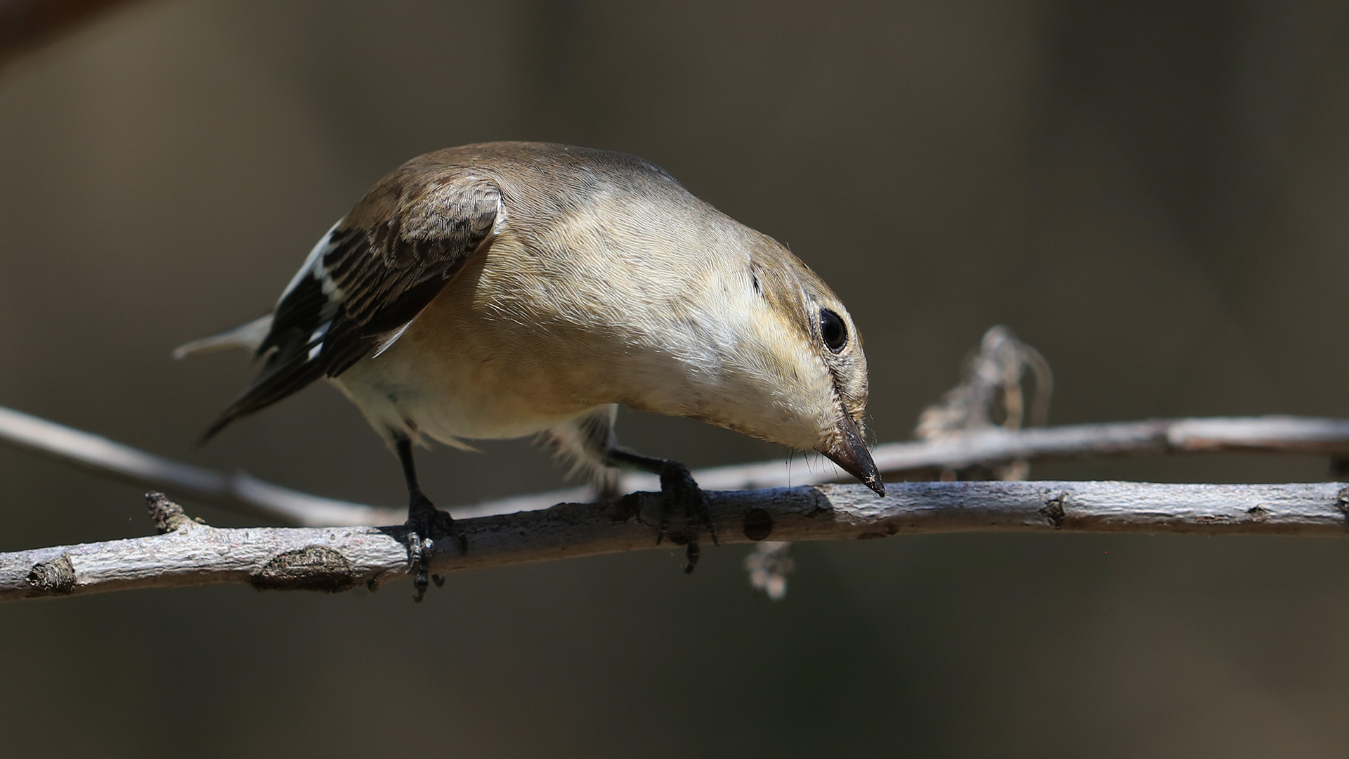 Semicollared Flycatcher