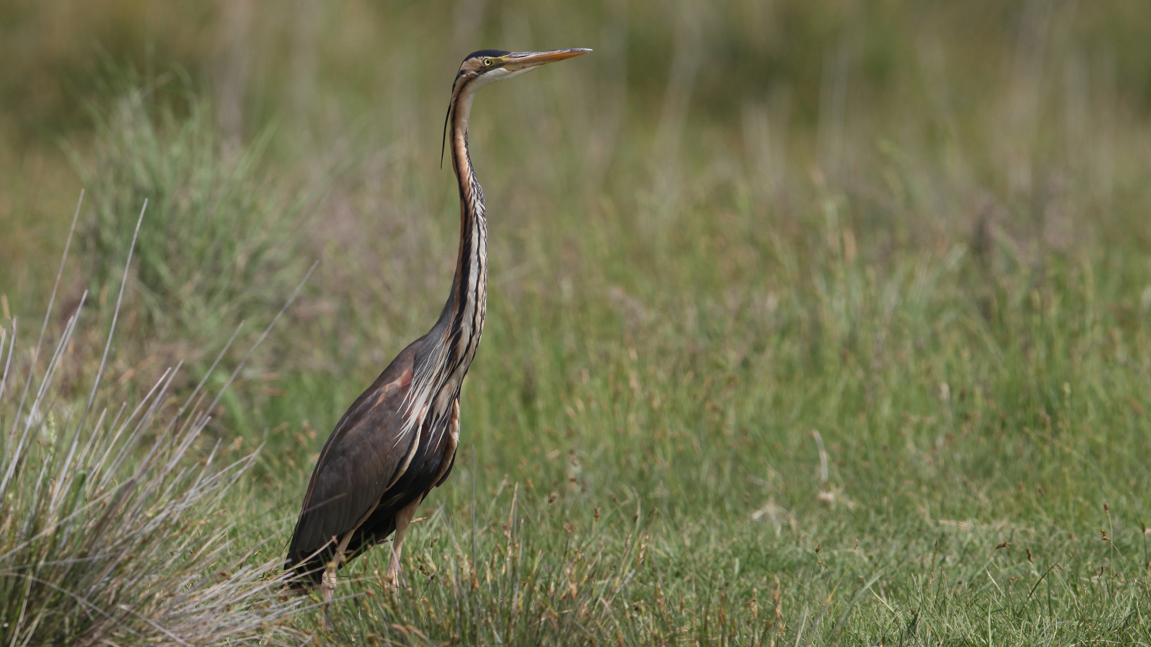 Purple Heron