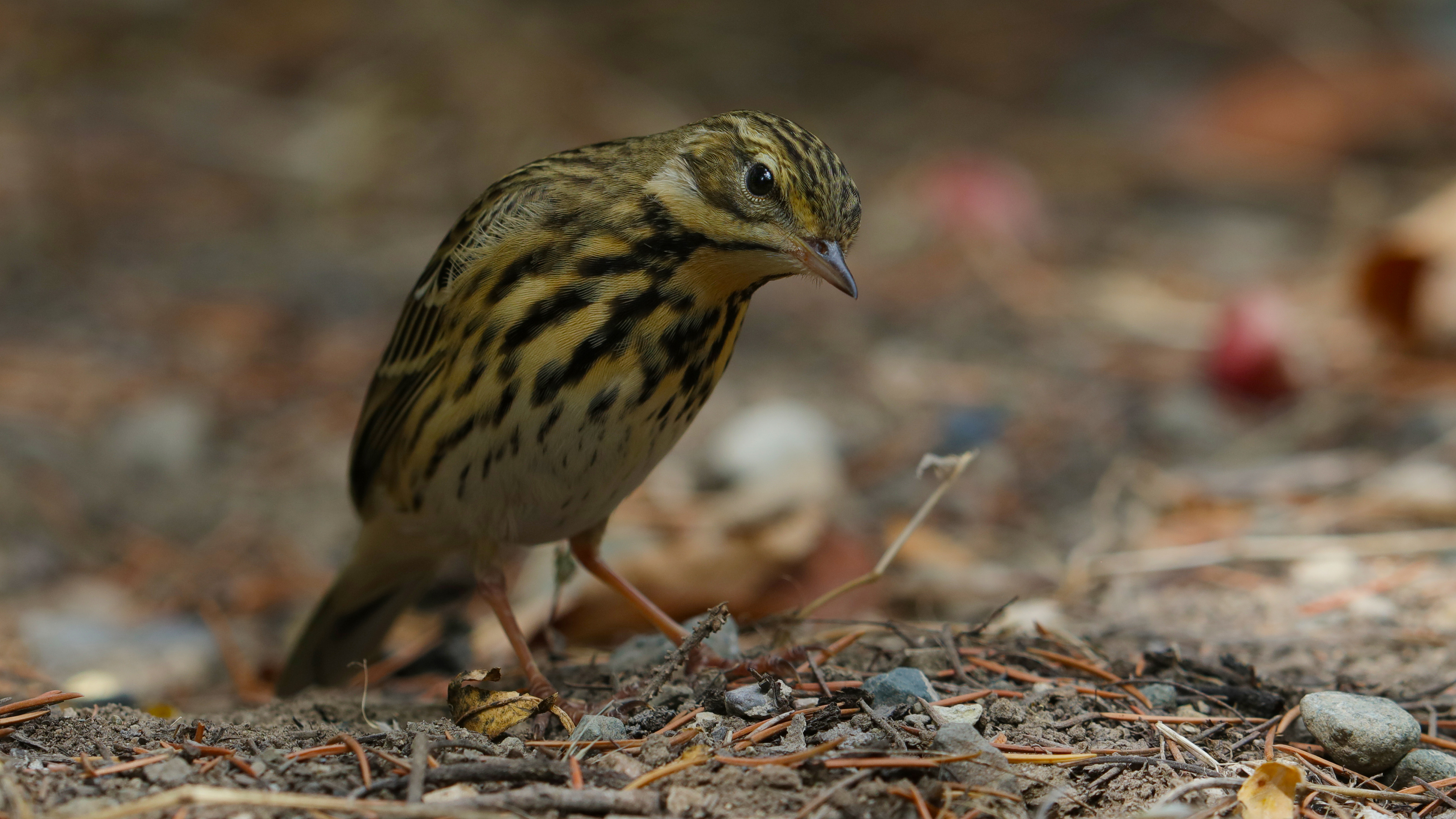 Tree Pipit