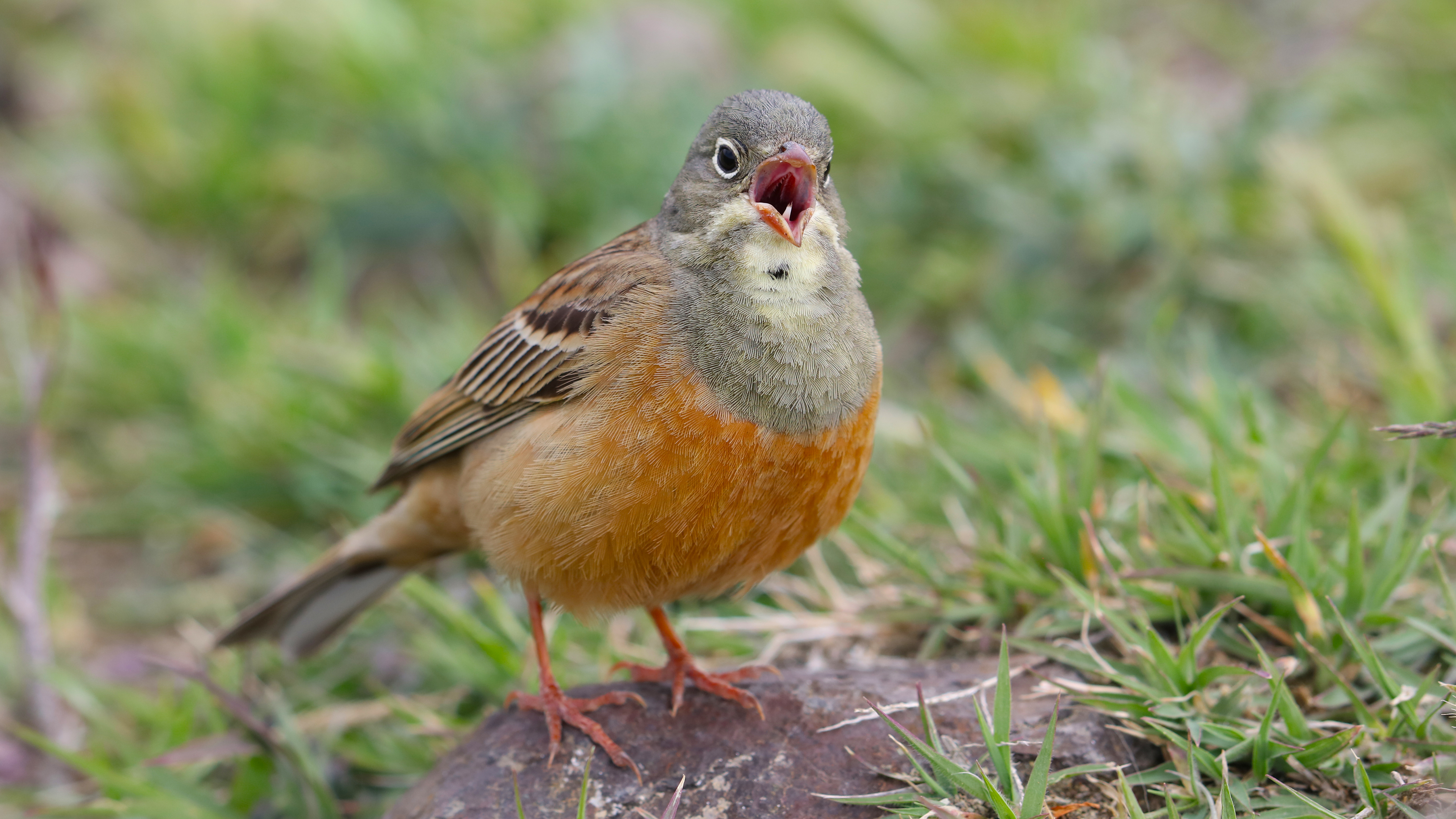 Ortolan Bunting