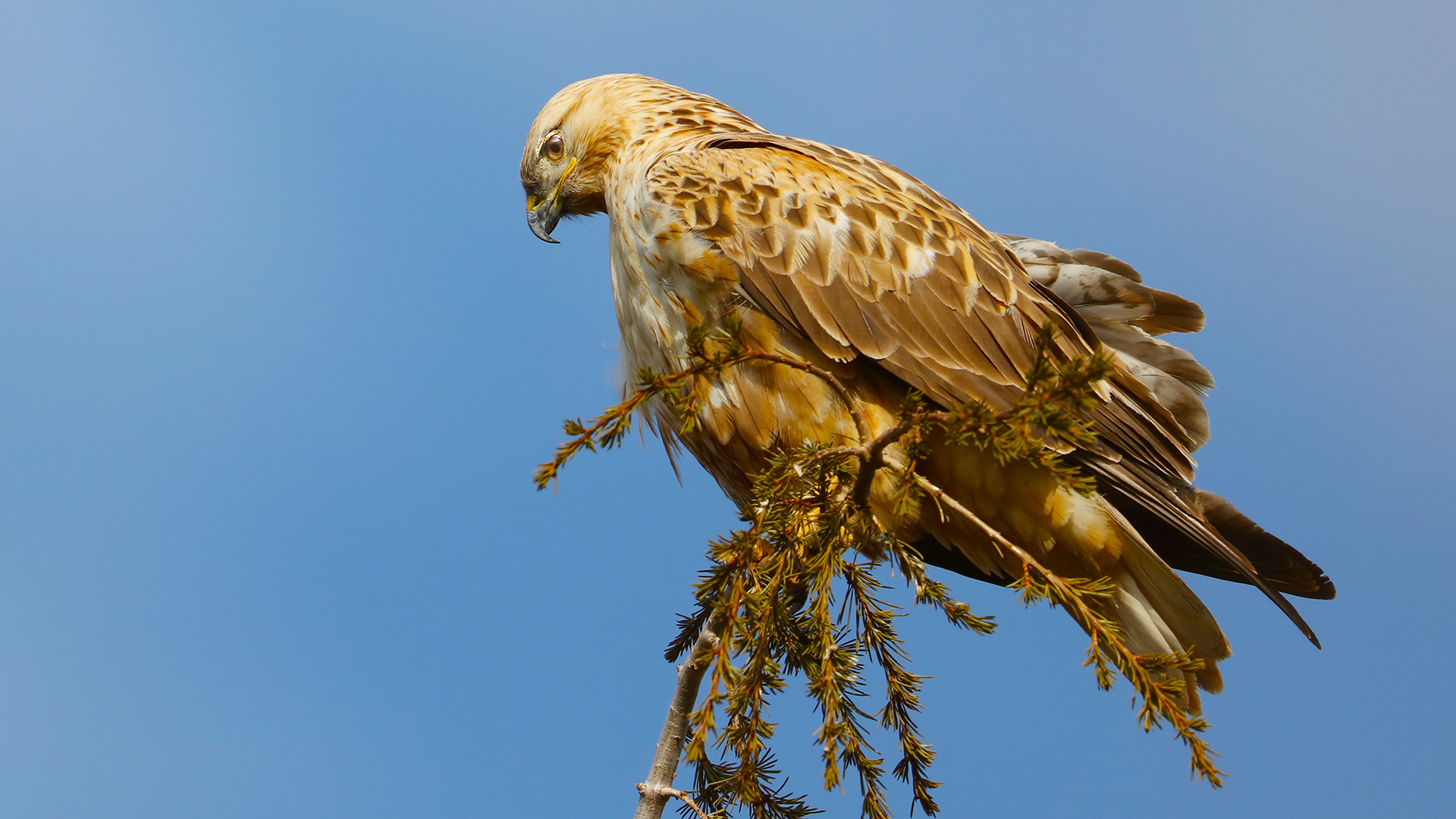 Long-legged Buzzard