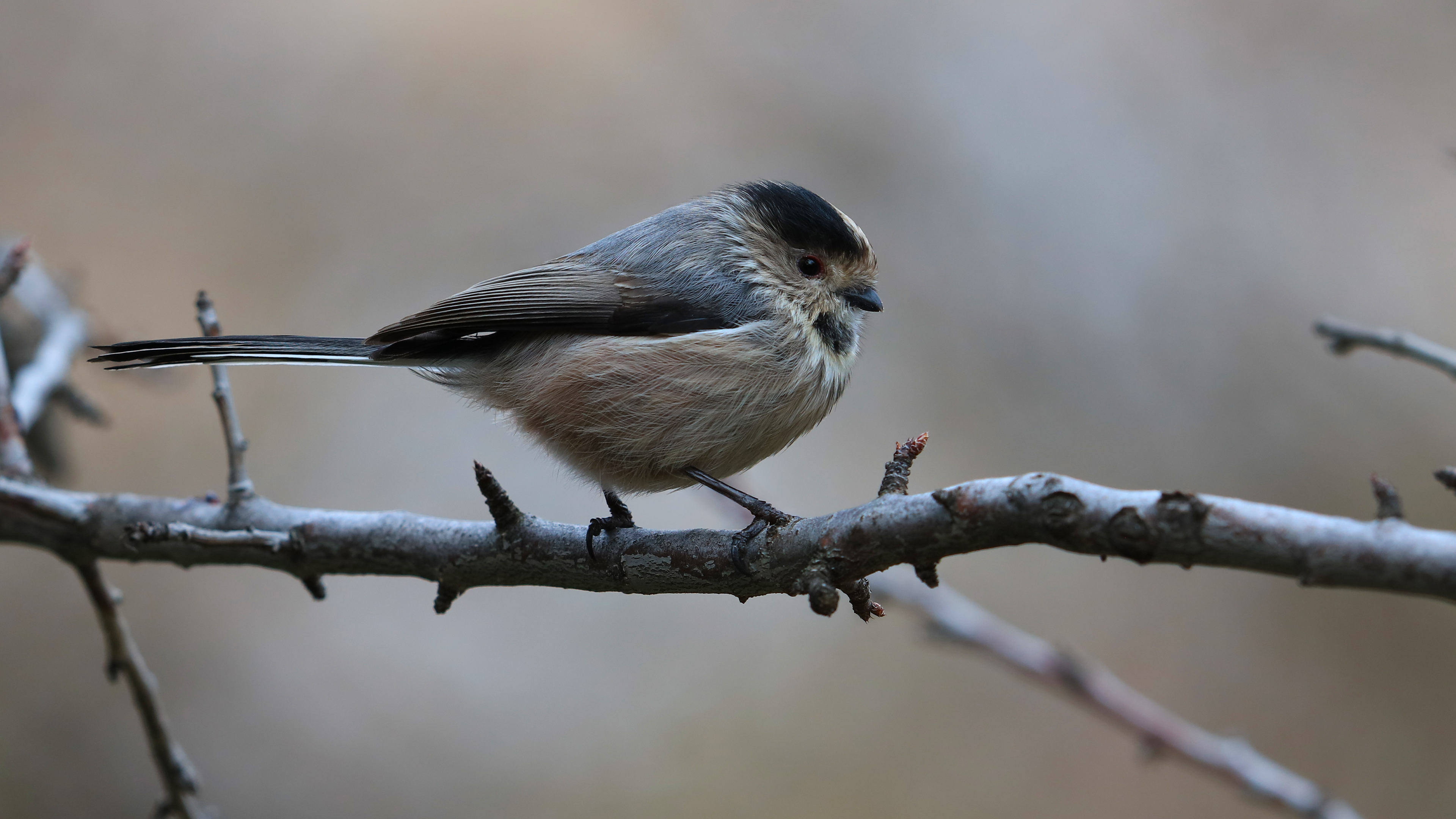 Long-tailed Tit