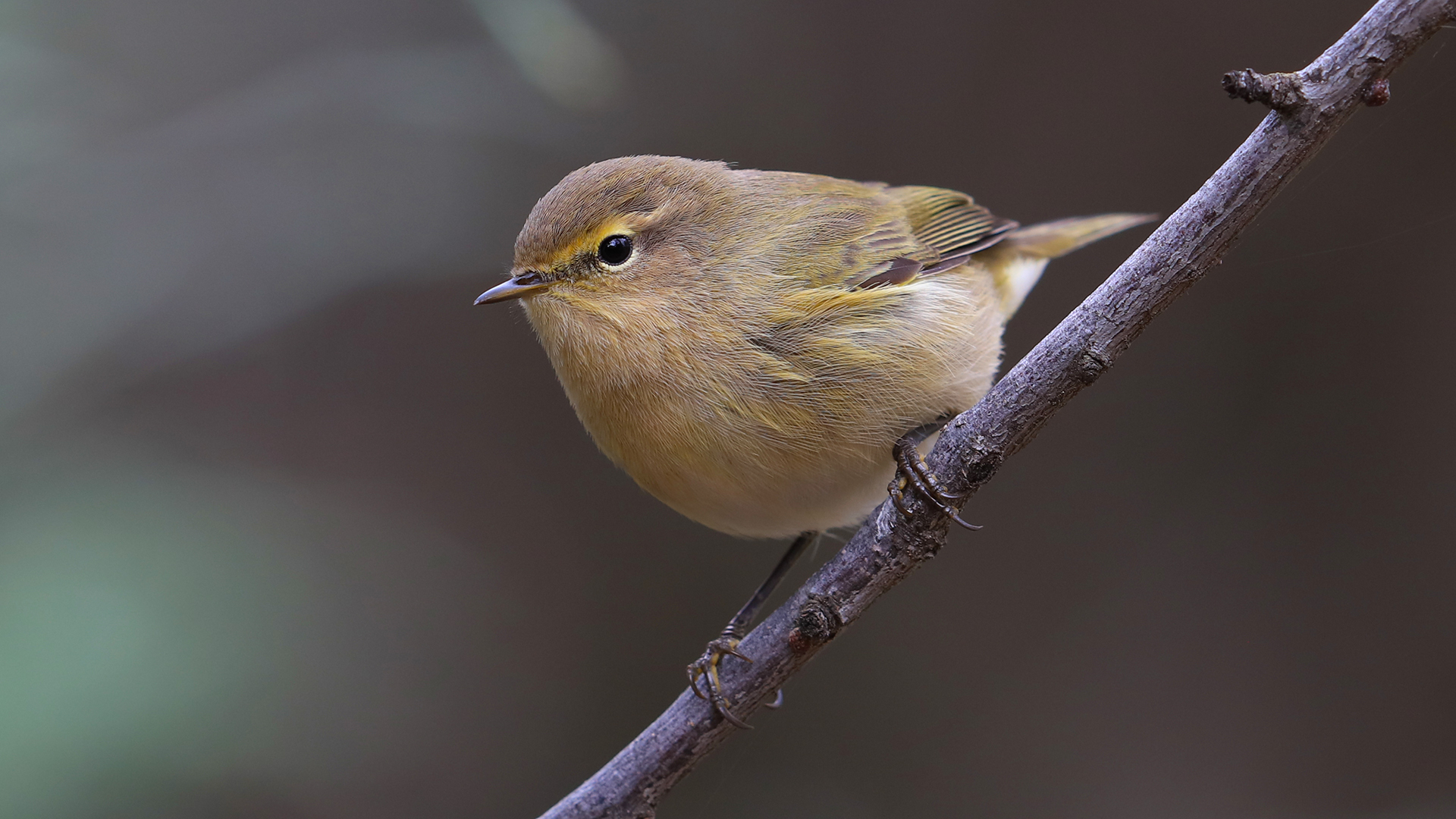 Marsh Warbler