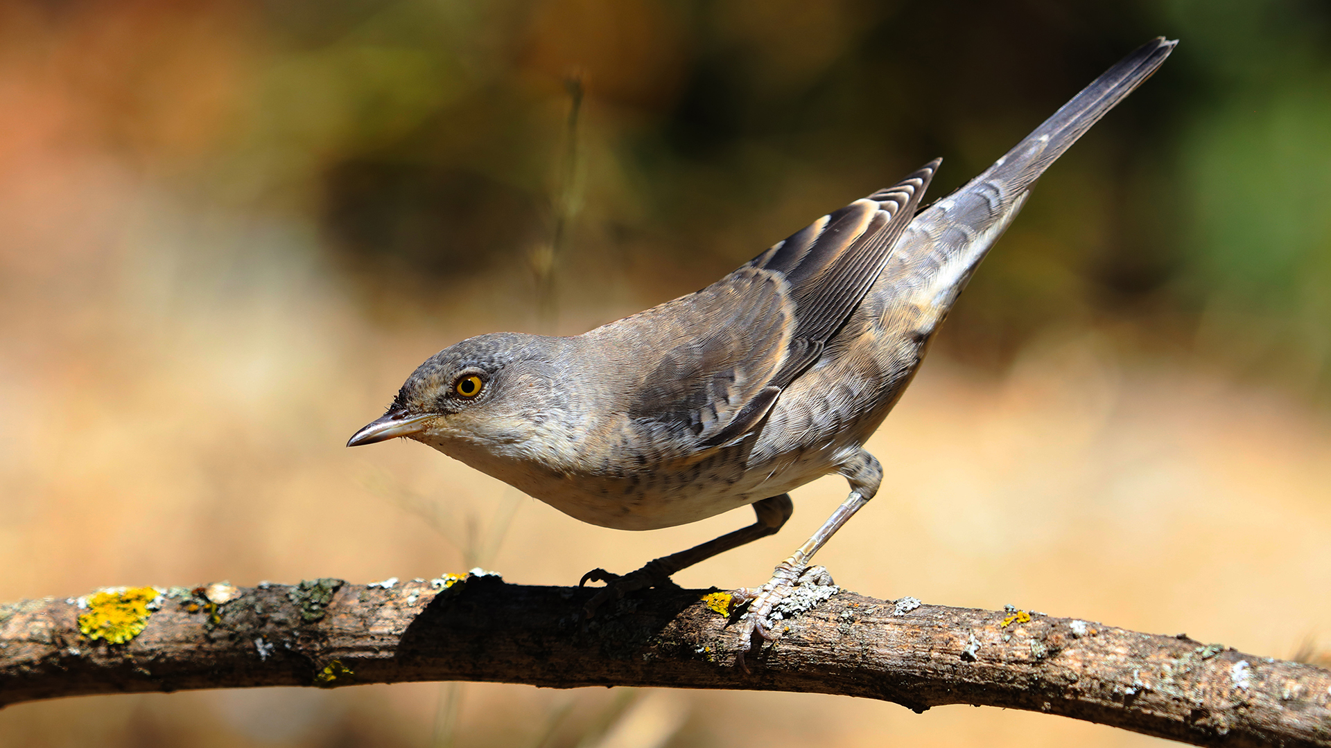 Barred Warbler