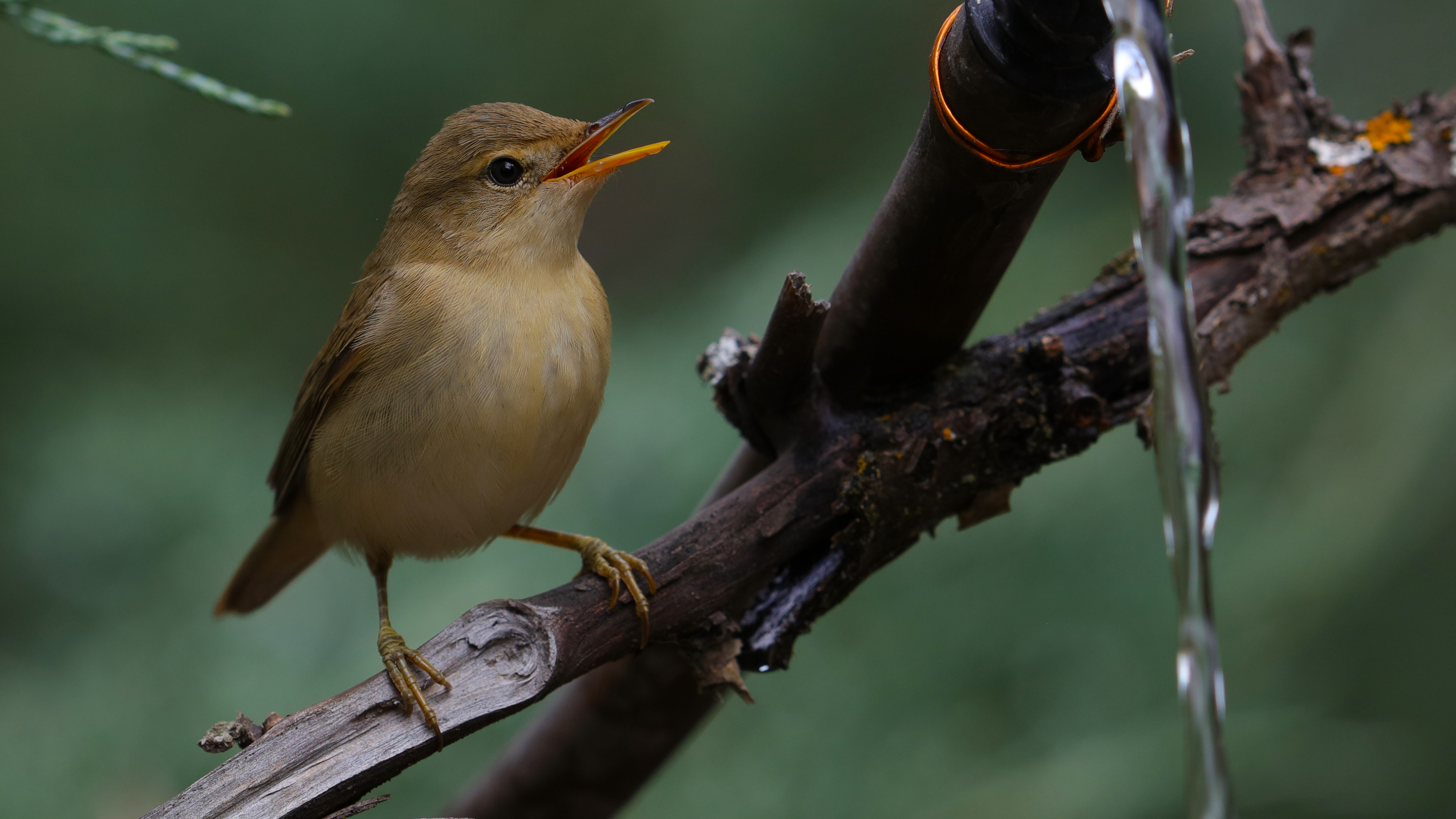 Marsh Warbler — Ana fotoğraf