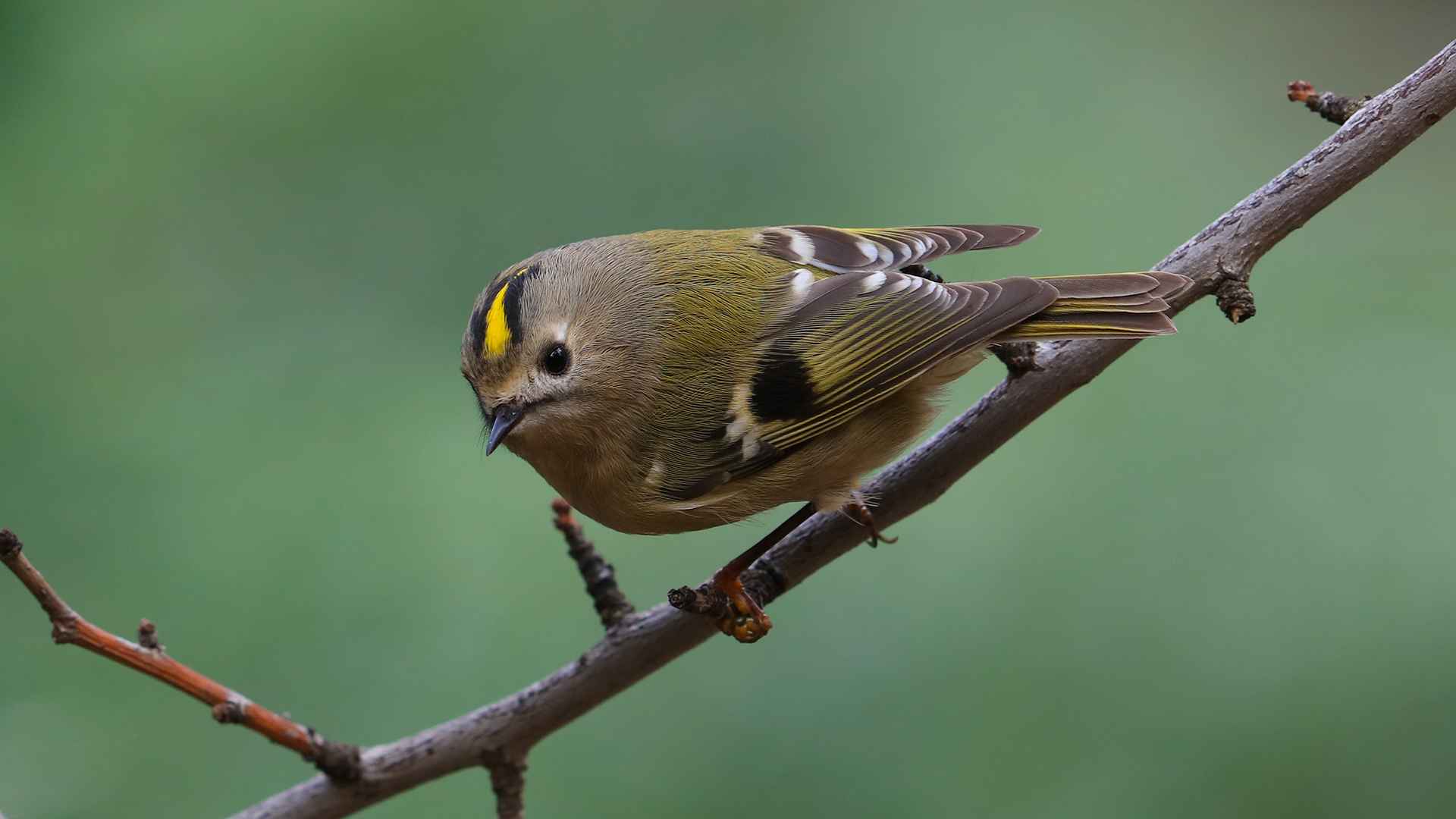 Goldcrest