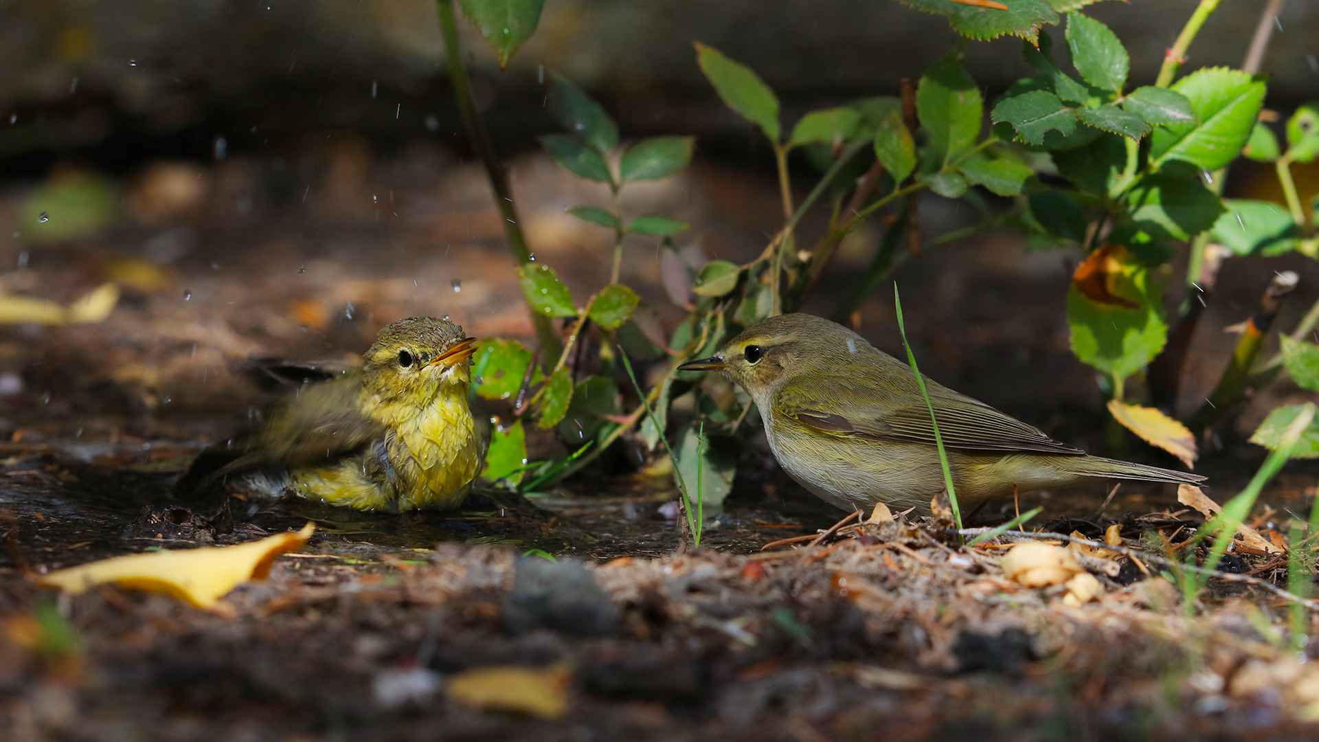 Willow Warbler