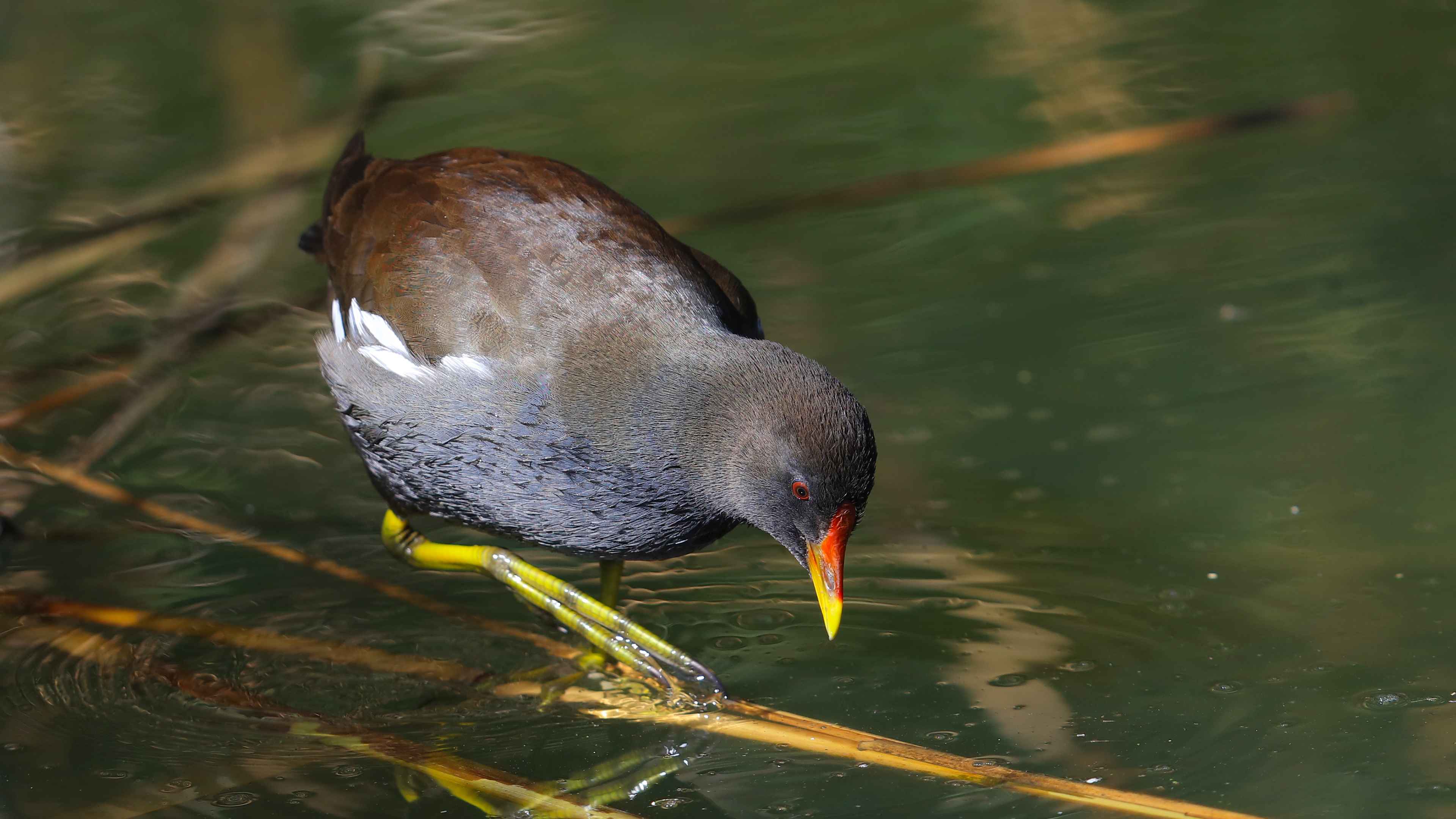 Eurasian Moorhen