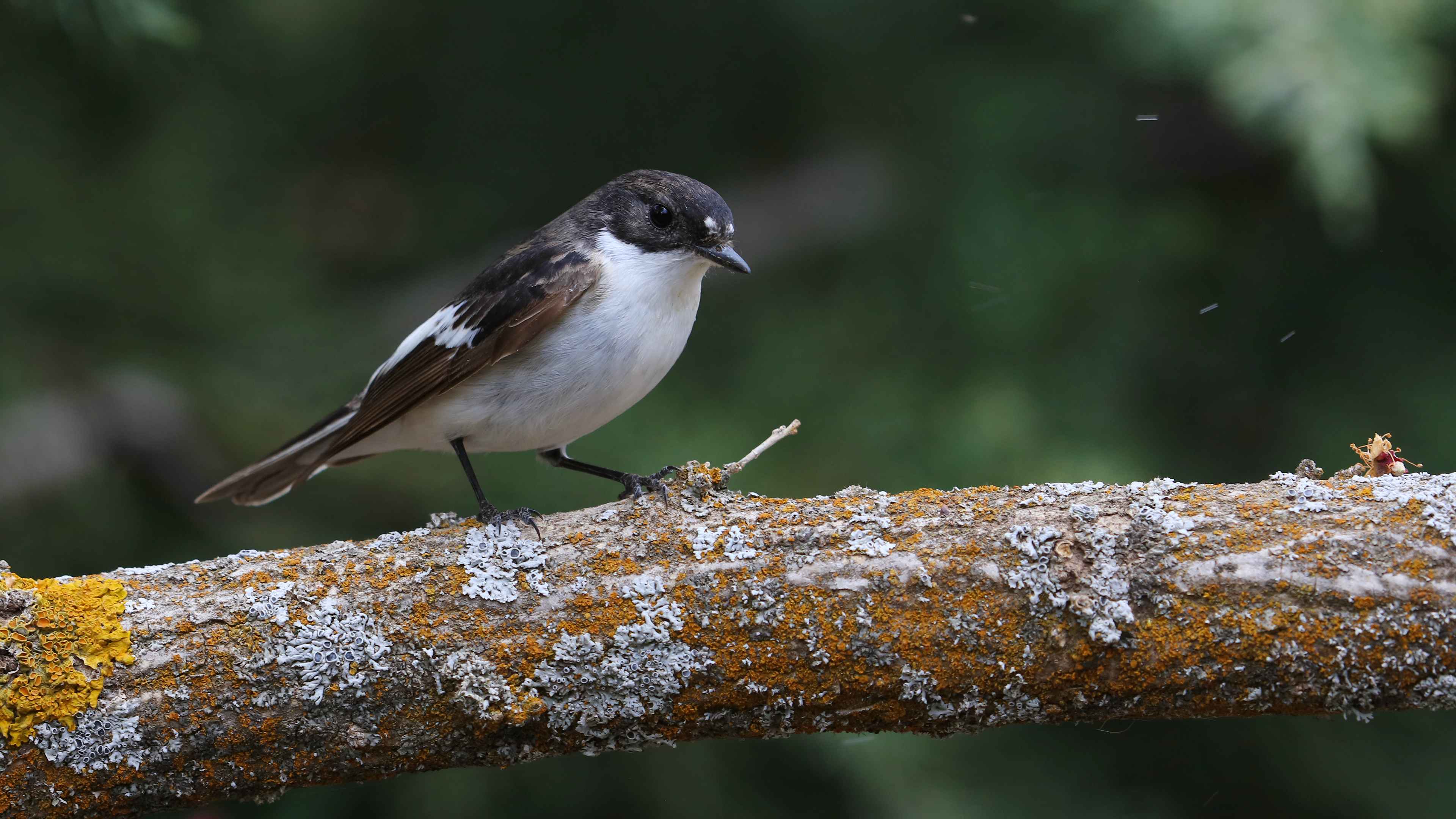 Semicollared Flycatcher