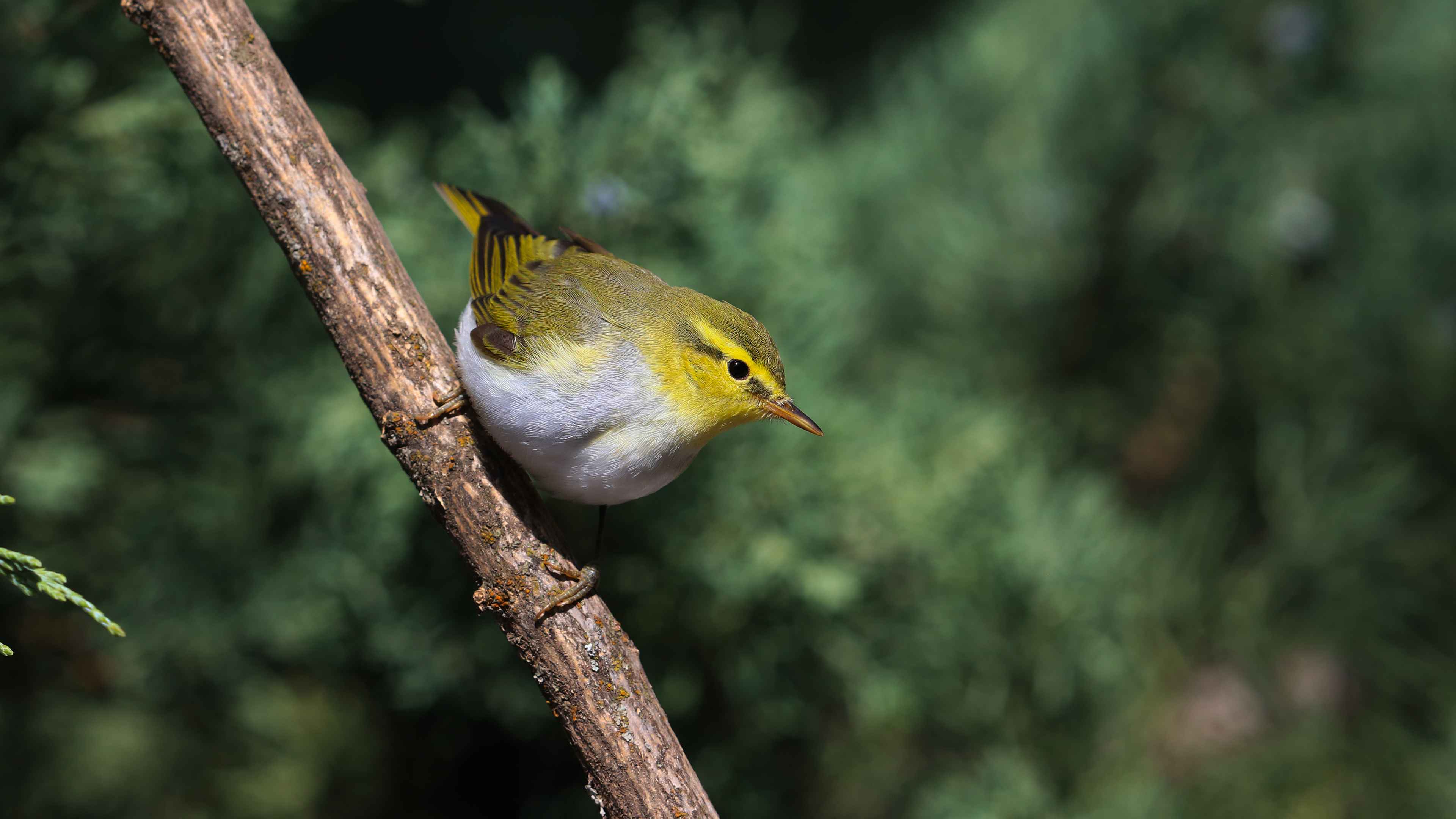 Willow Warbler