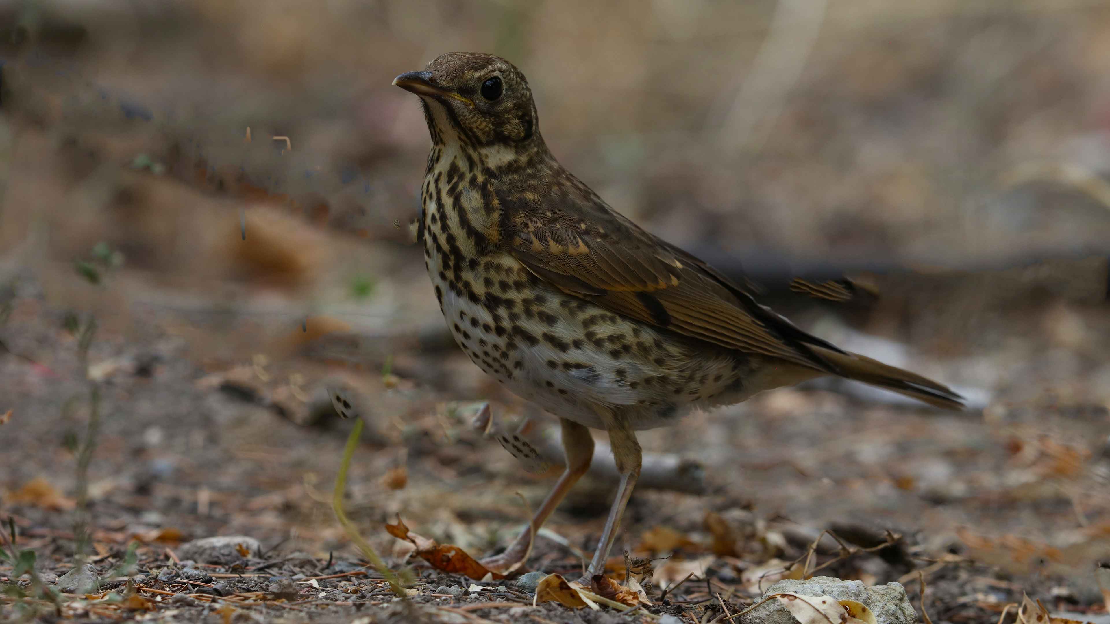 Song Thrush
