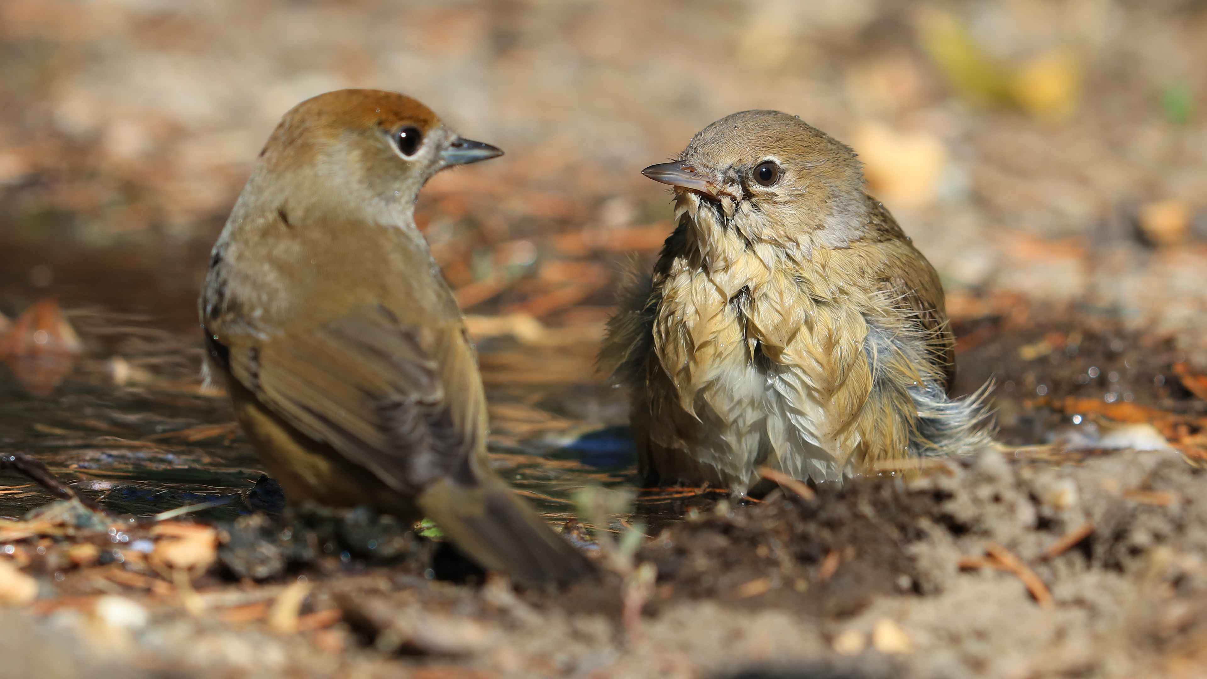 Garden Warbler