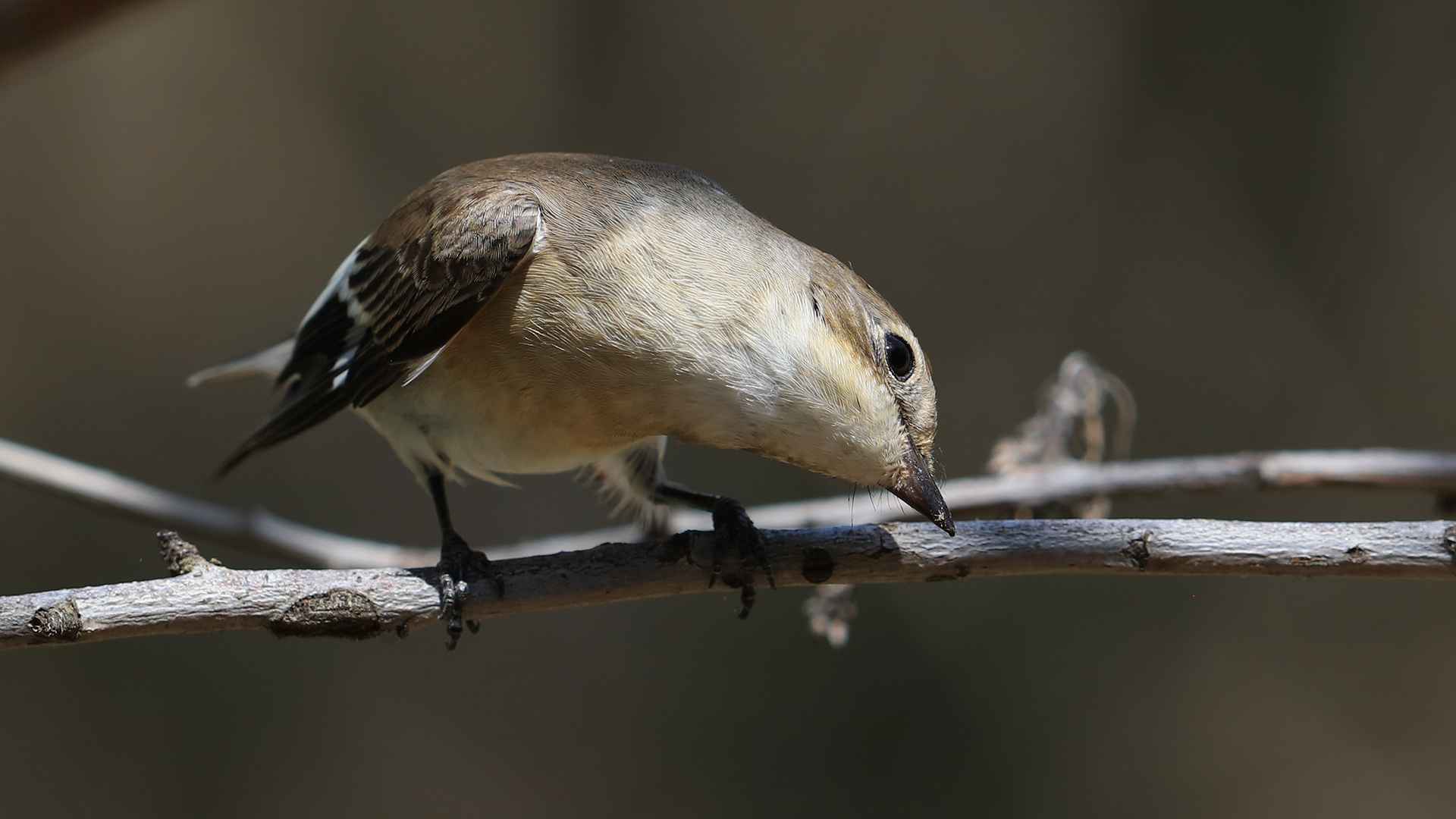 Semicollared Flycatcher