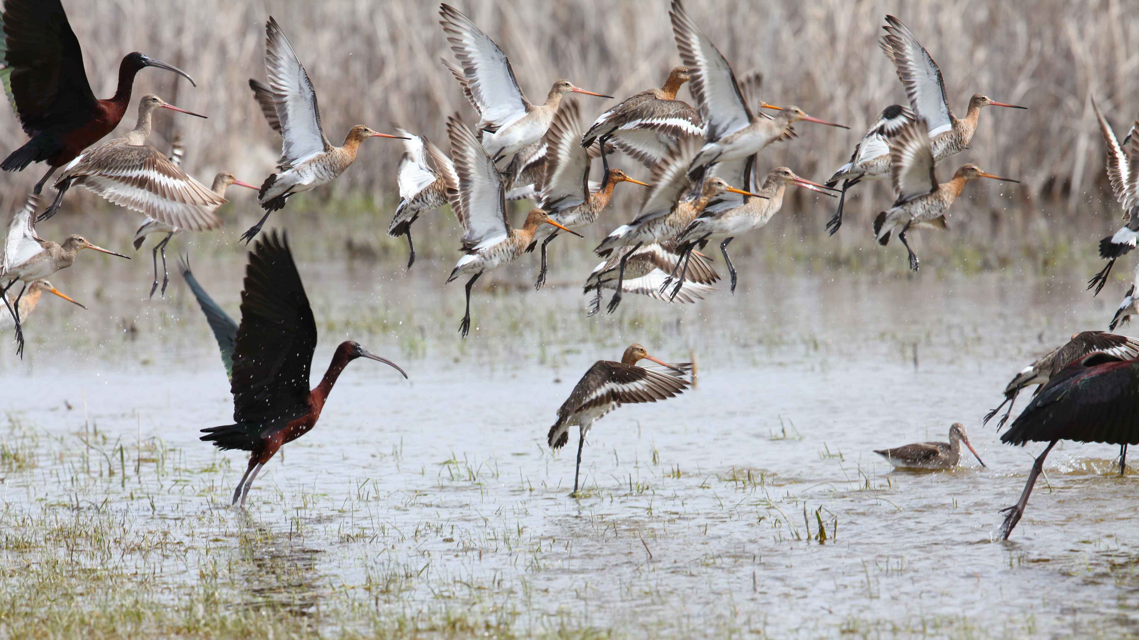 Black-tailed Godwit
