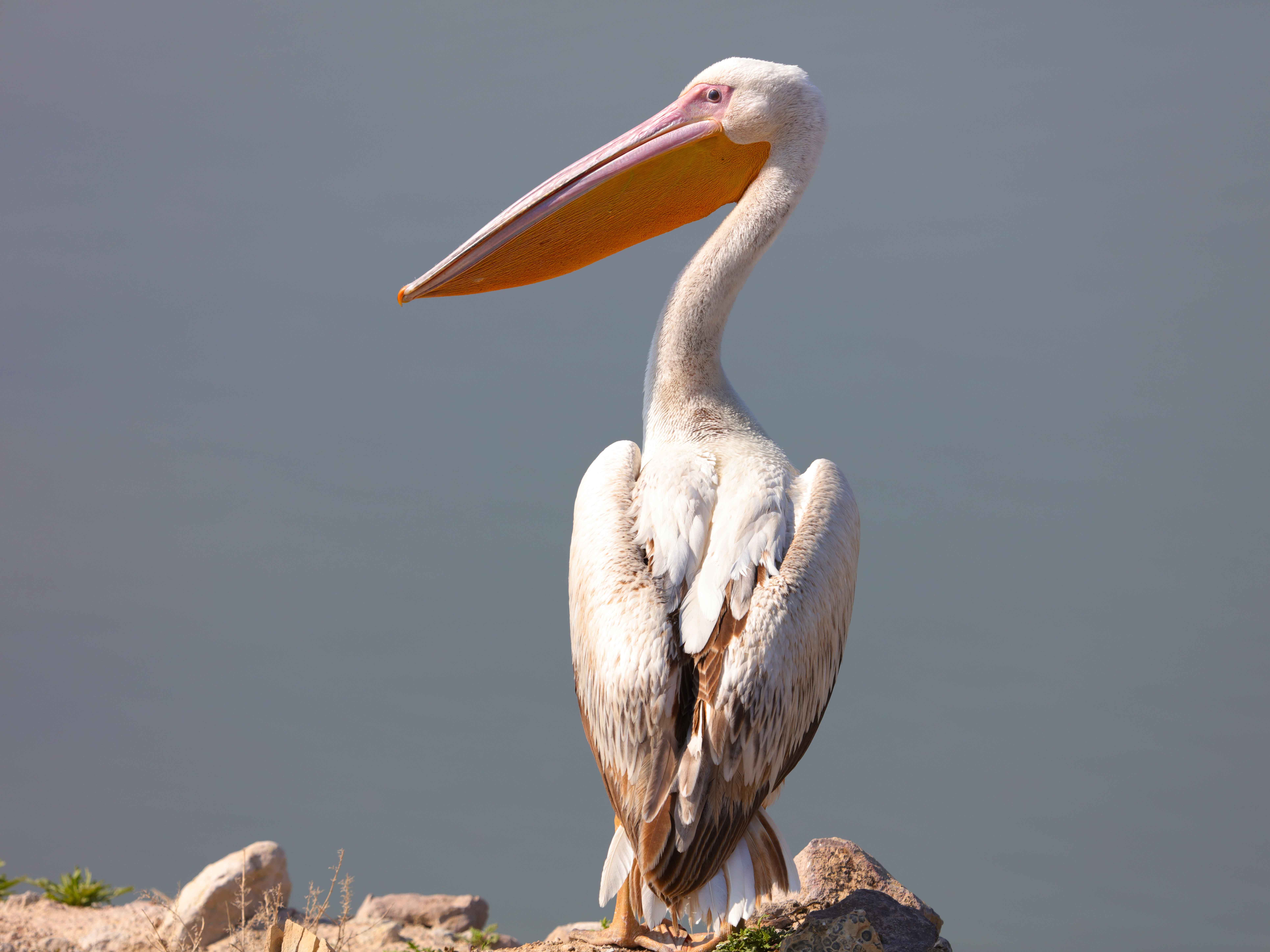 Great White Pelican