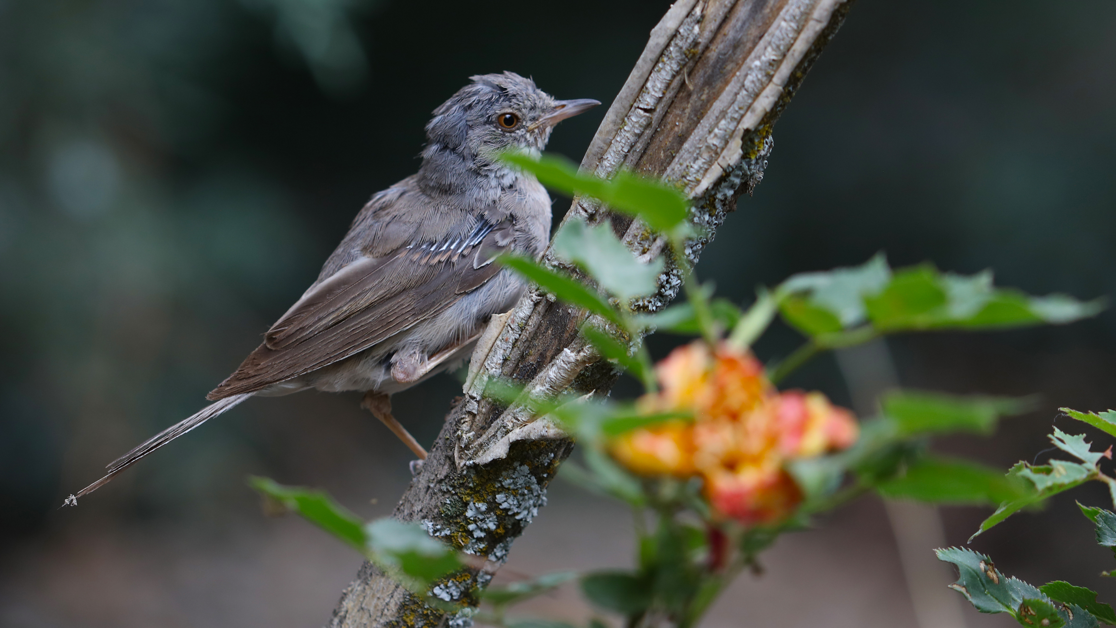 Lesser Whitethroat