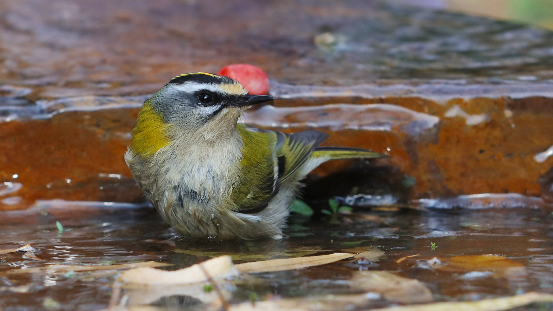 Common Firecrest