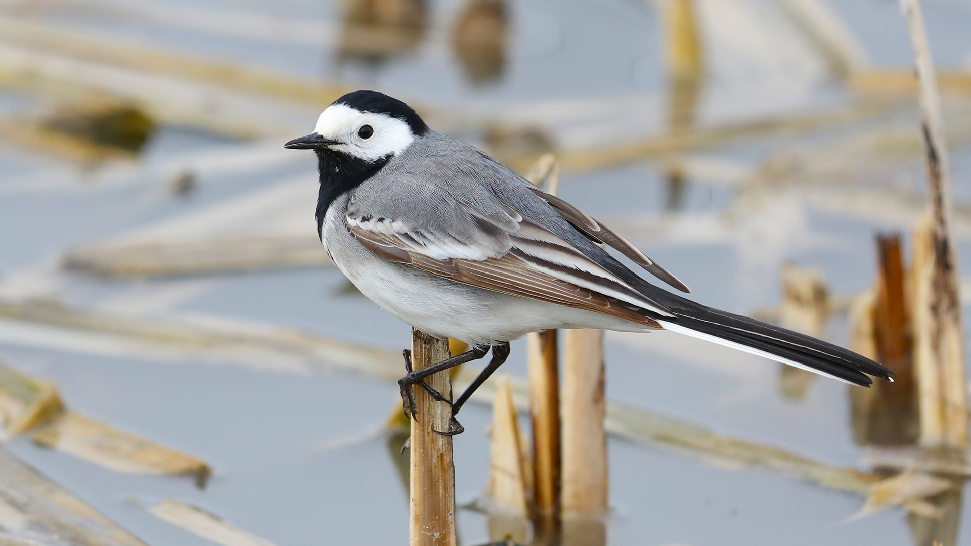 White Wagtail