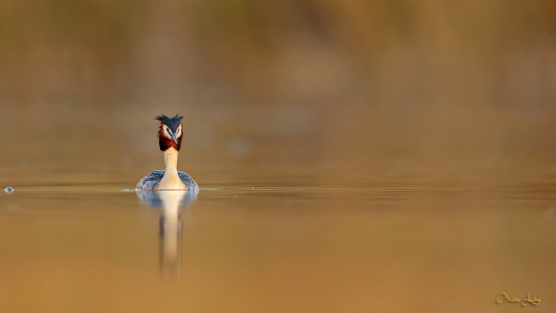 Great Crested Grebe