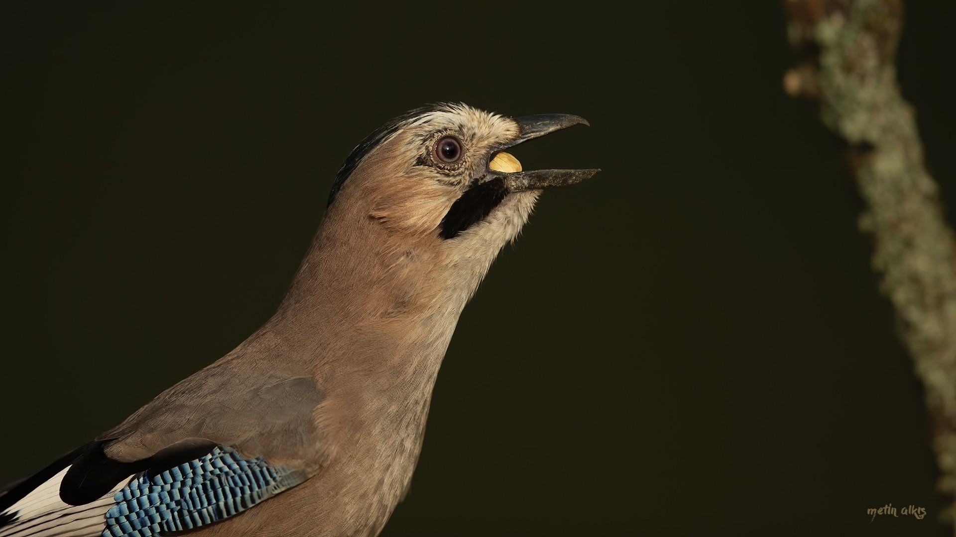 Eurasian Jay