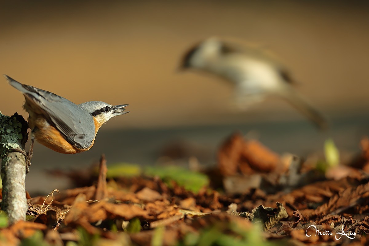 Eurasian Nuthatch