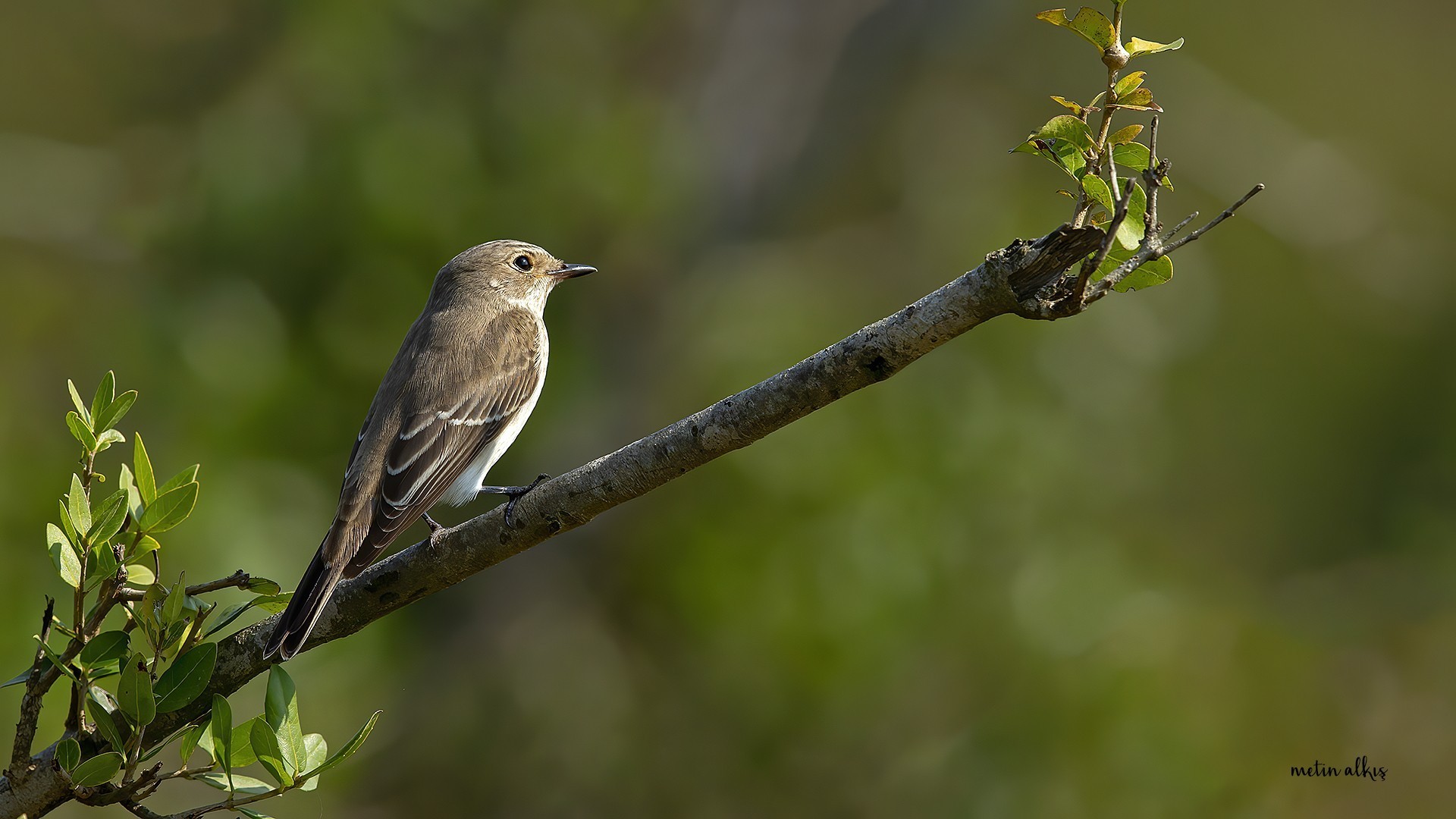 Spotted Flycatcher