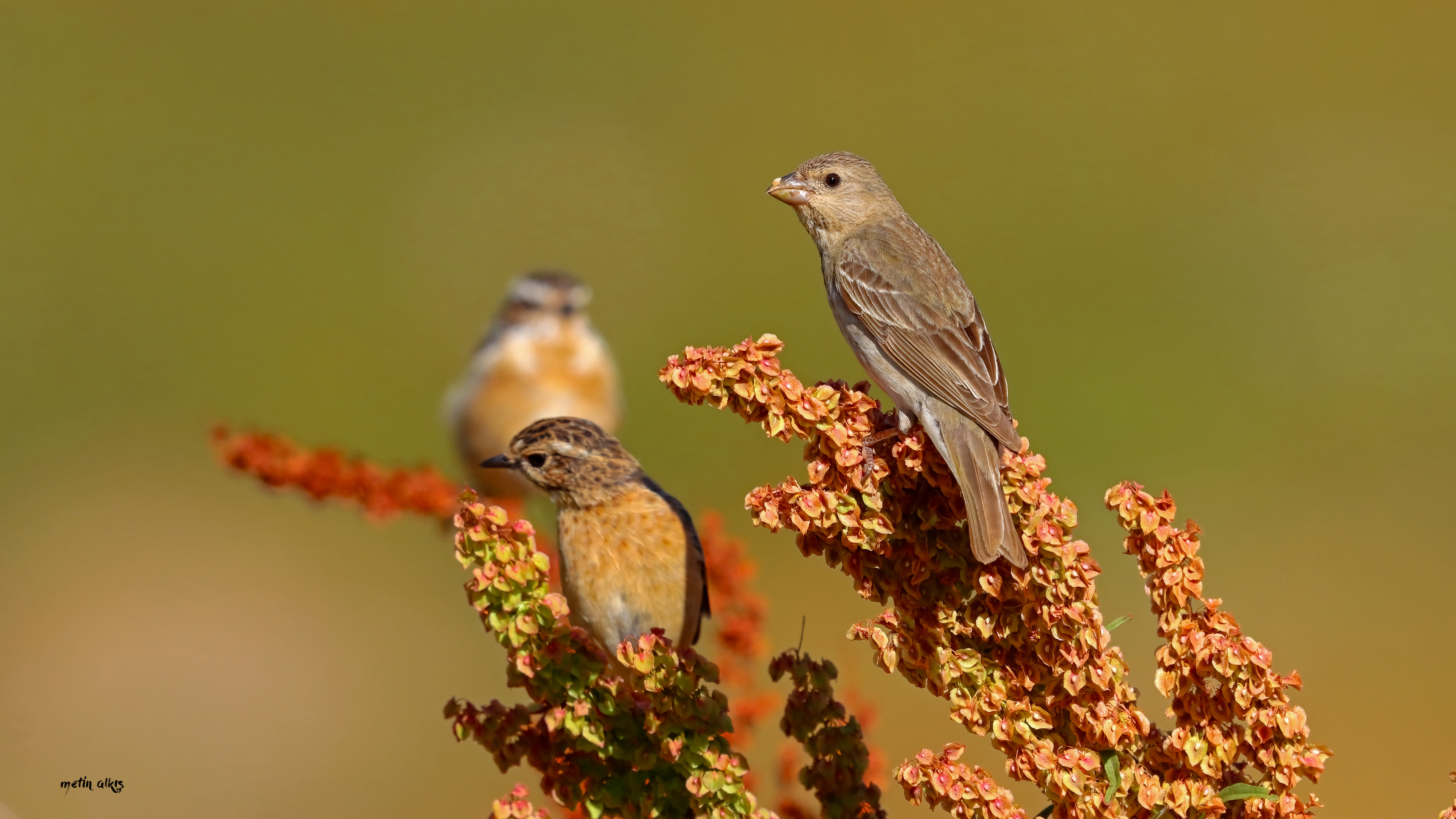 Common Rosefinch