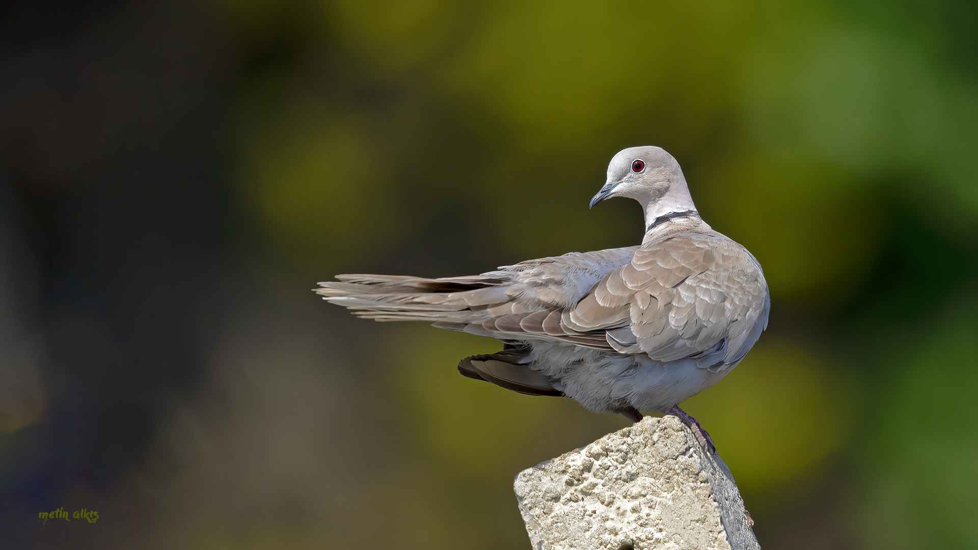 Eurasian Collared-Dove