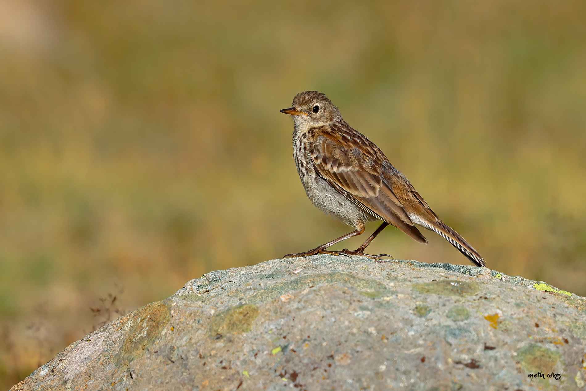 Water Pipit