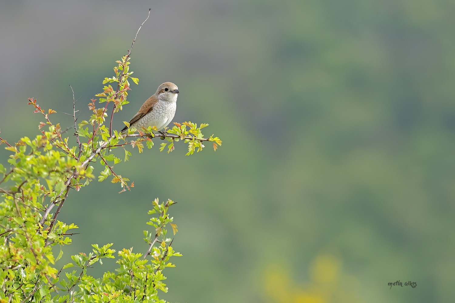 Red-backed Shrike