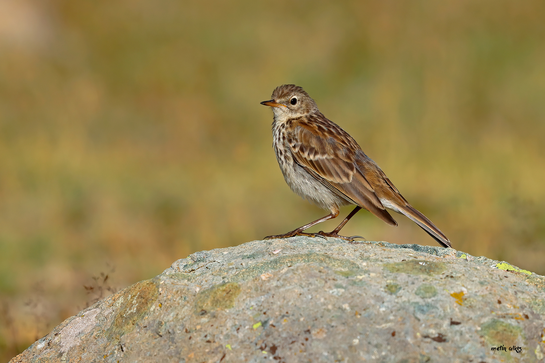 Water Pipit