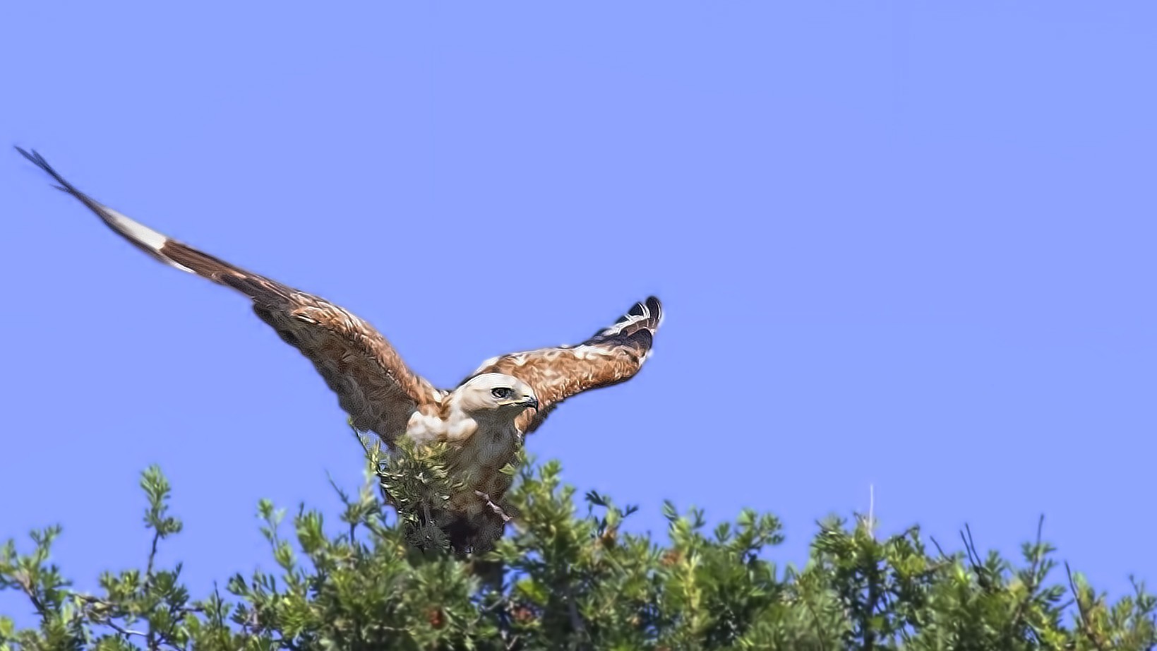 Long-legged Buzzard