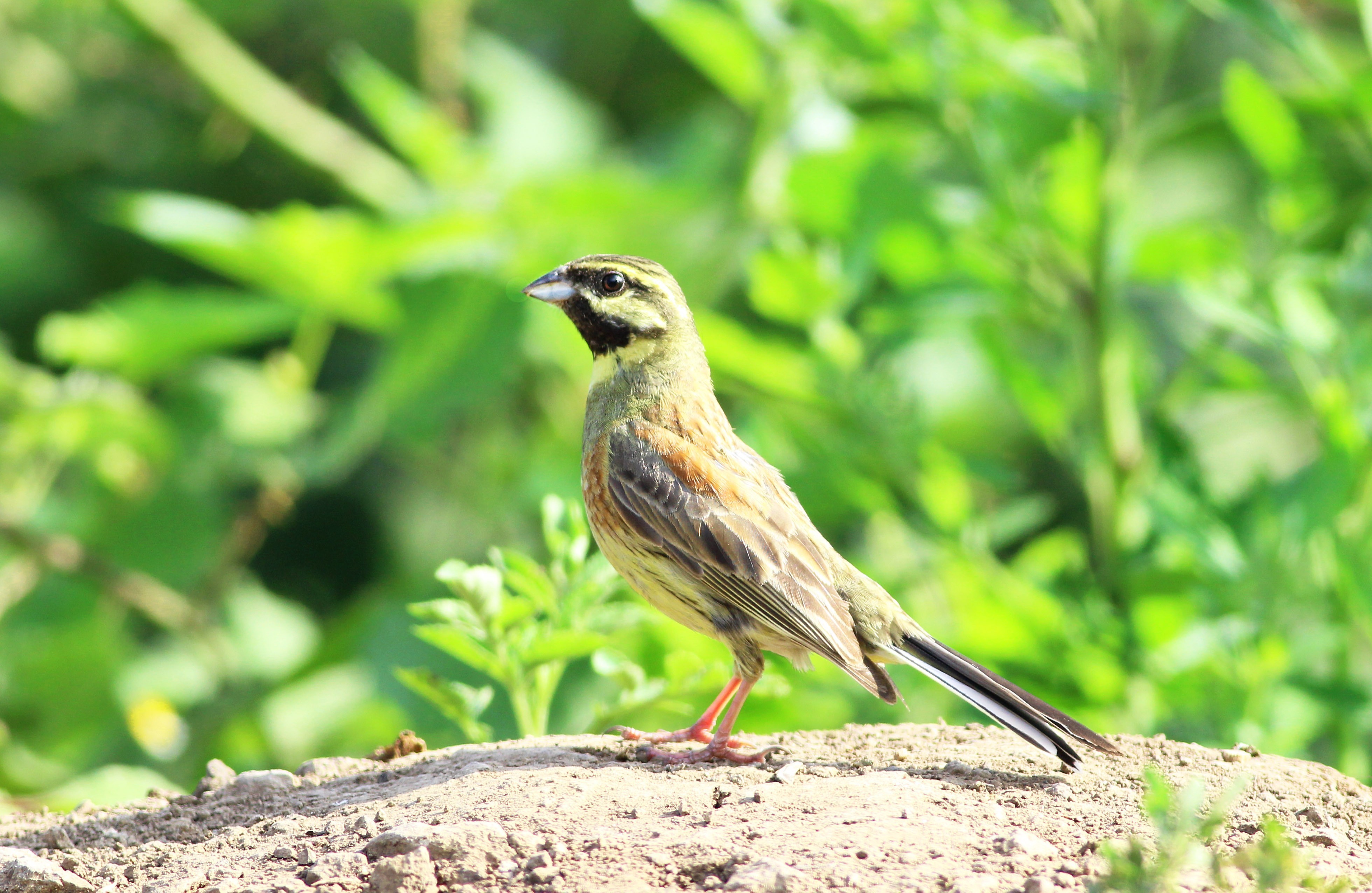 Cirl Bunting