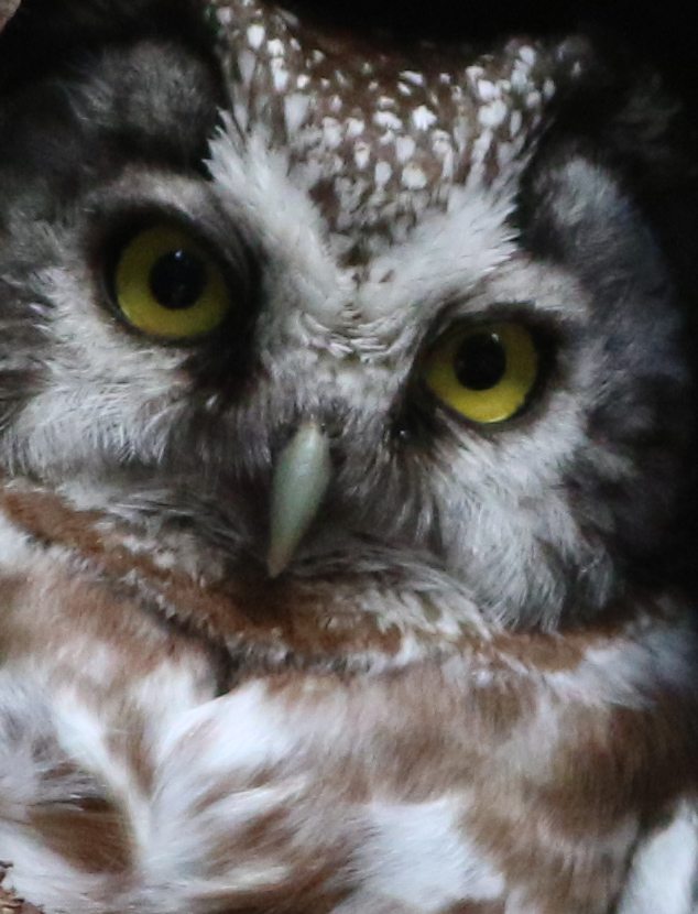 Boreal Owl