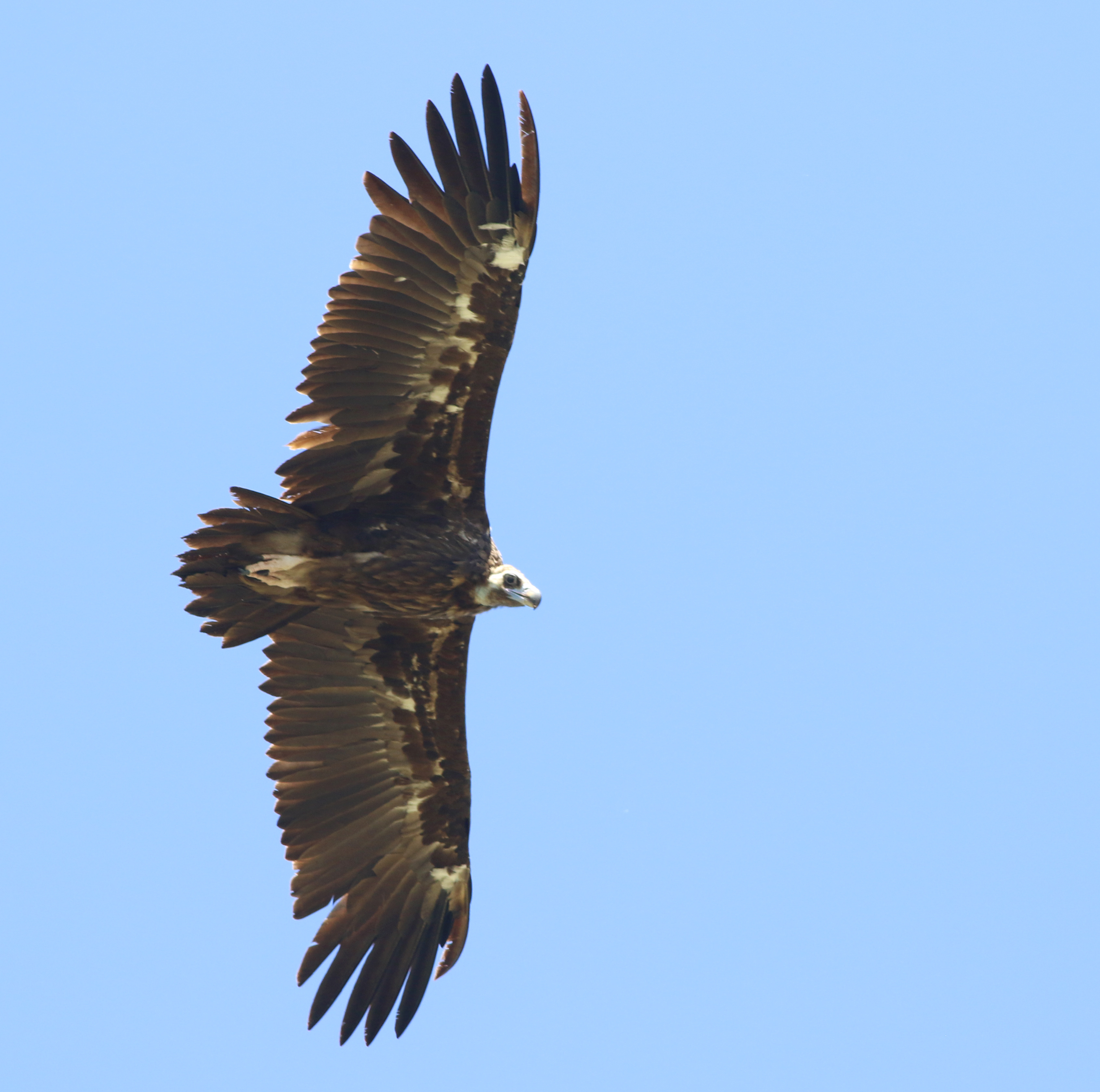 Cinereous Vulture