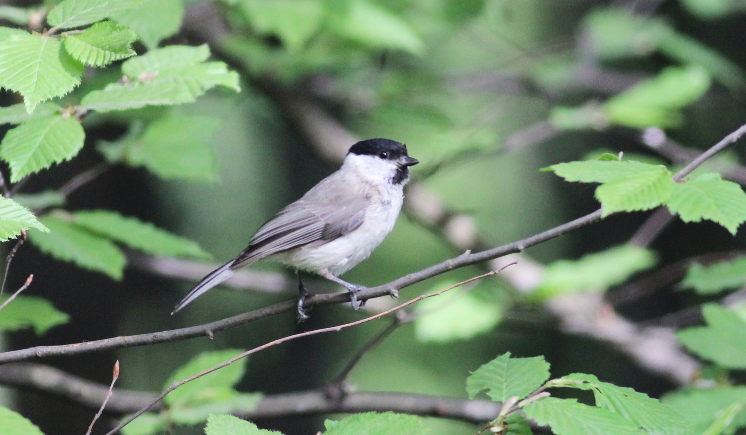 Marsh Tit