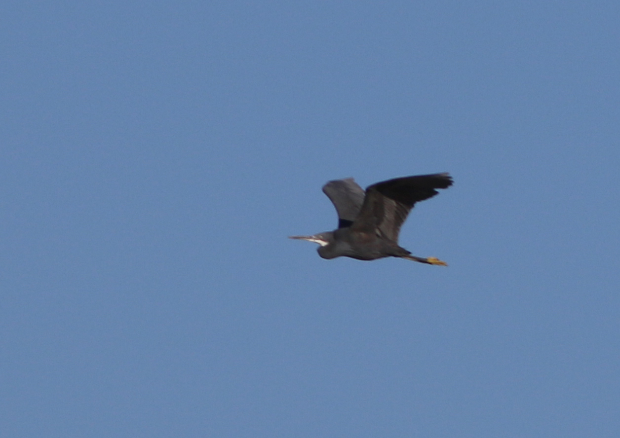 Western Reef-Heron