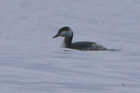 Horned Grebe