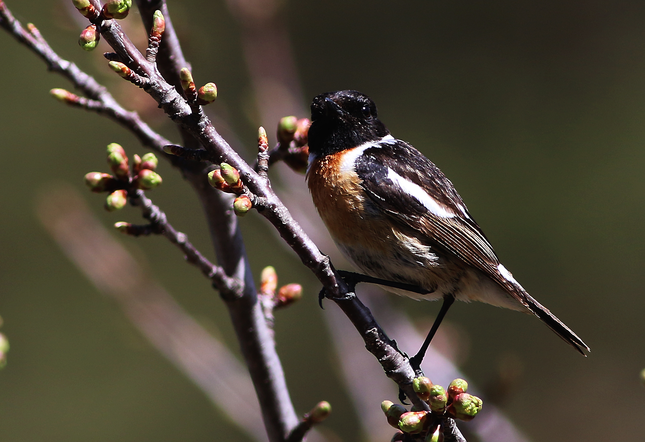 European Stonechat