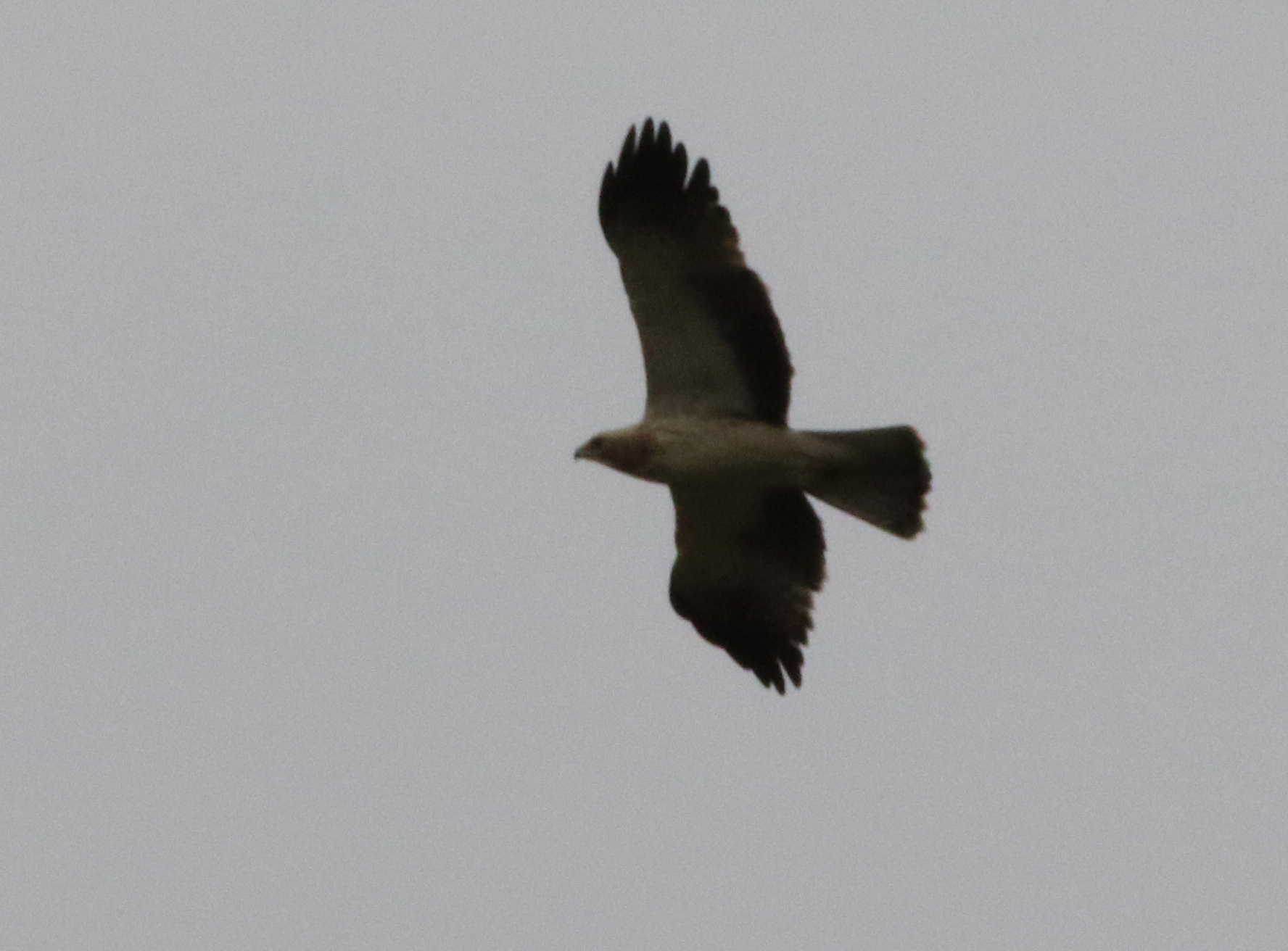 Bonelli's Eagle