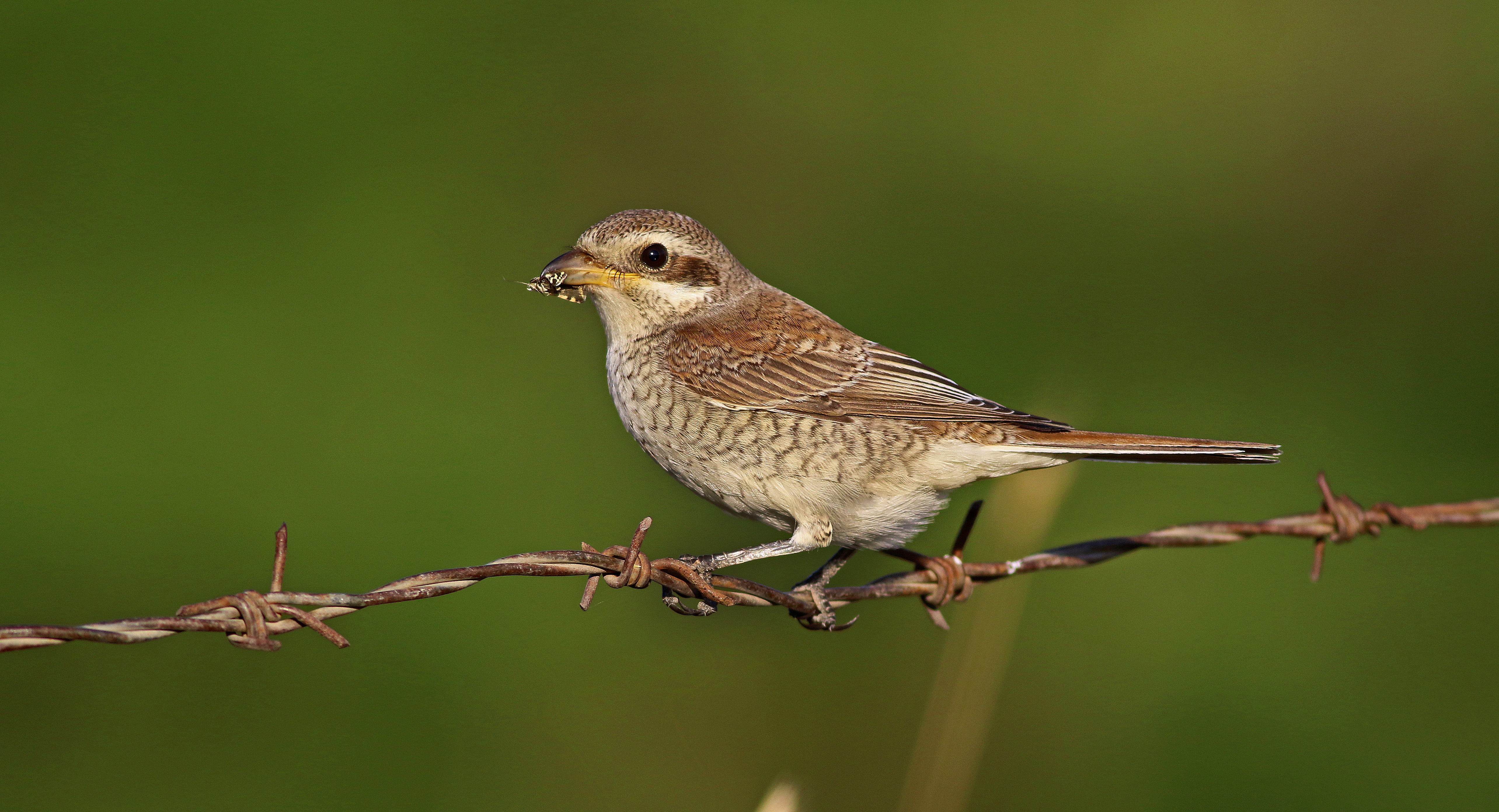 Red-backed Shrike