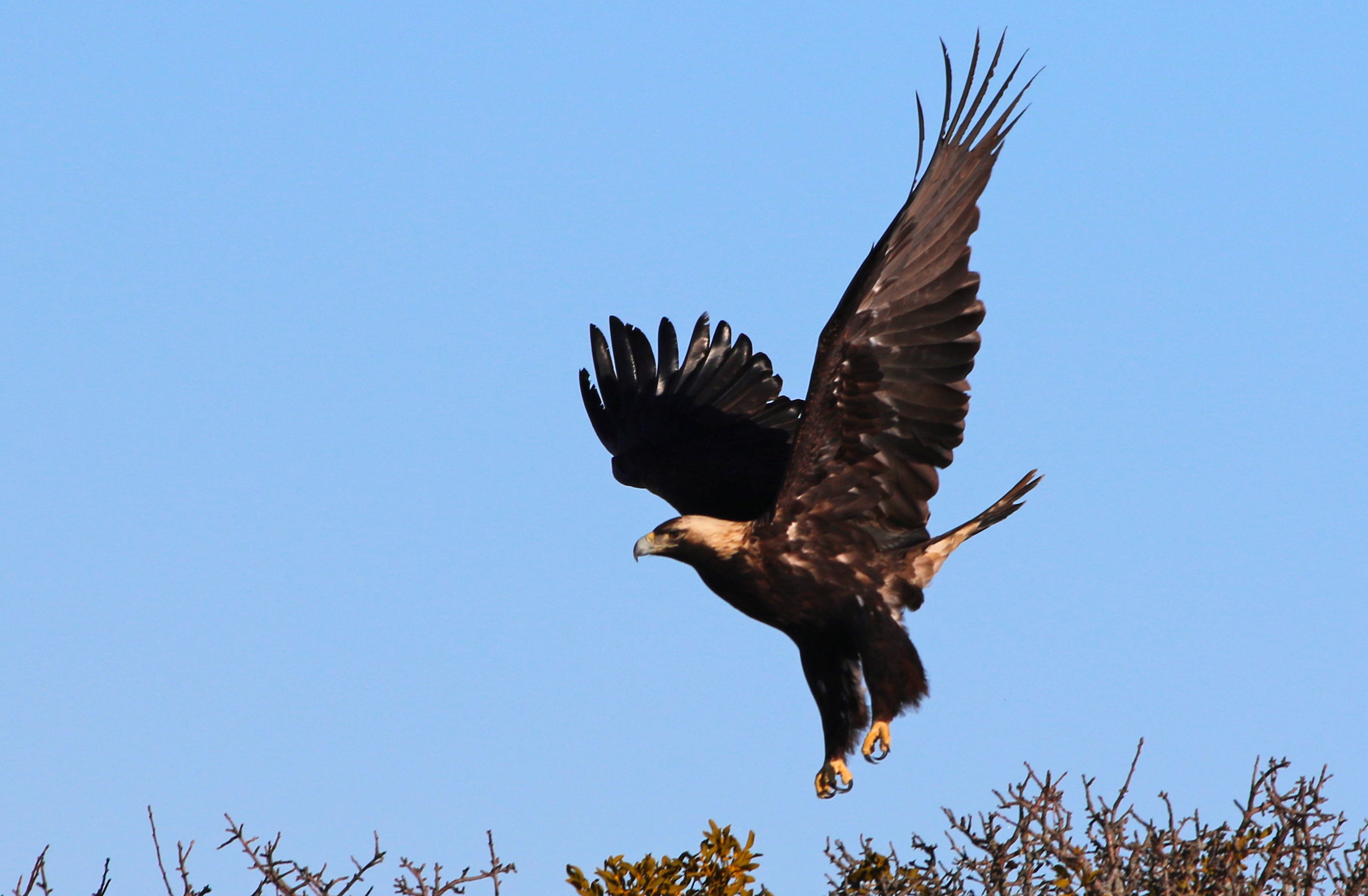 Imperial Eagle