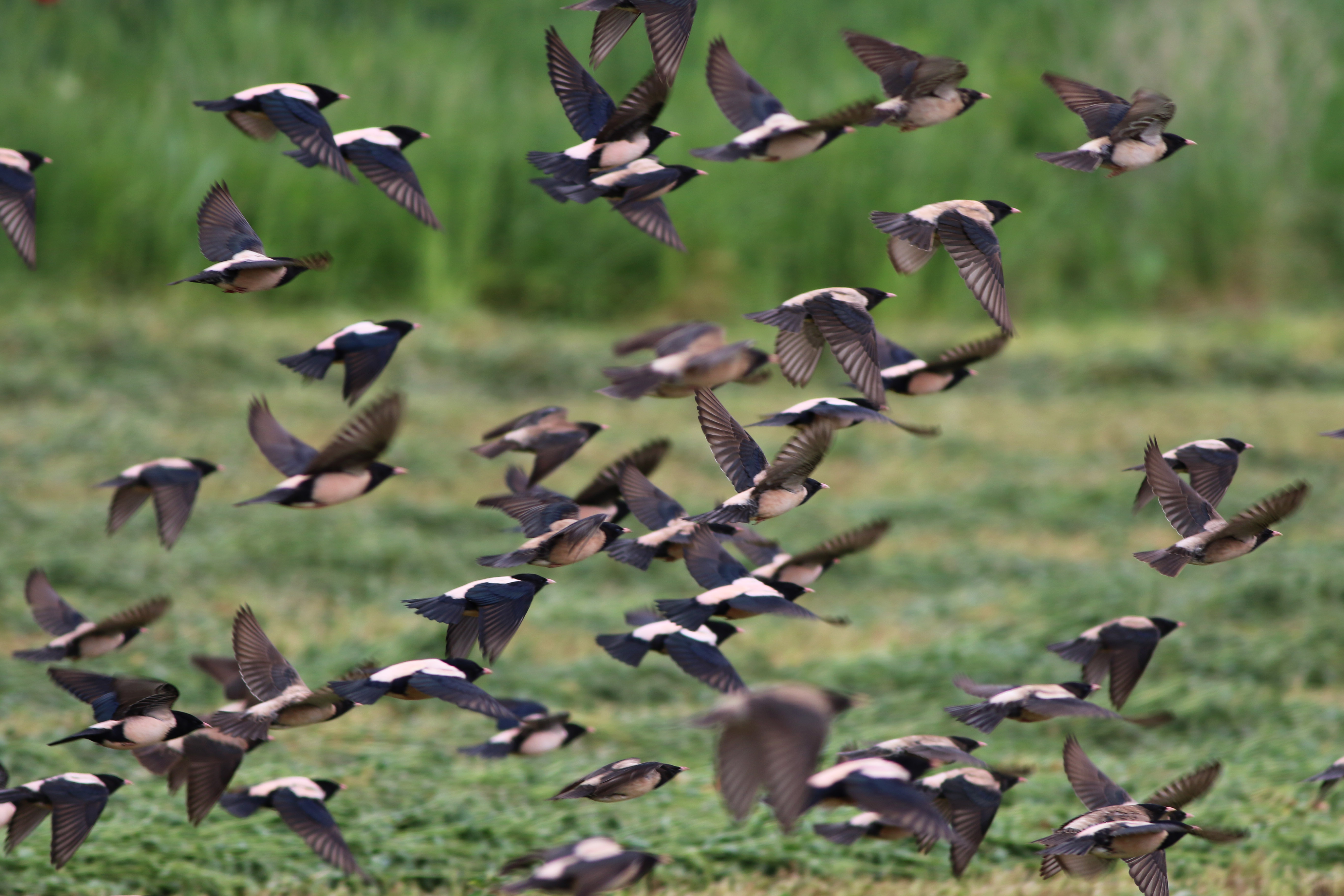 Rosy Starling — Ana fotoğraf