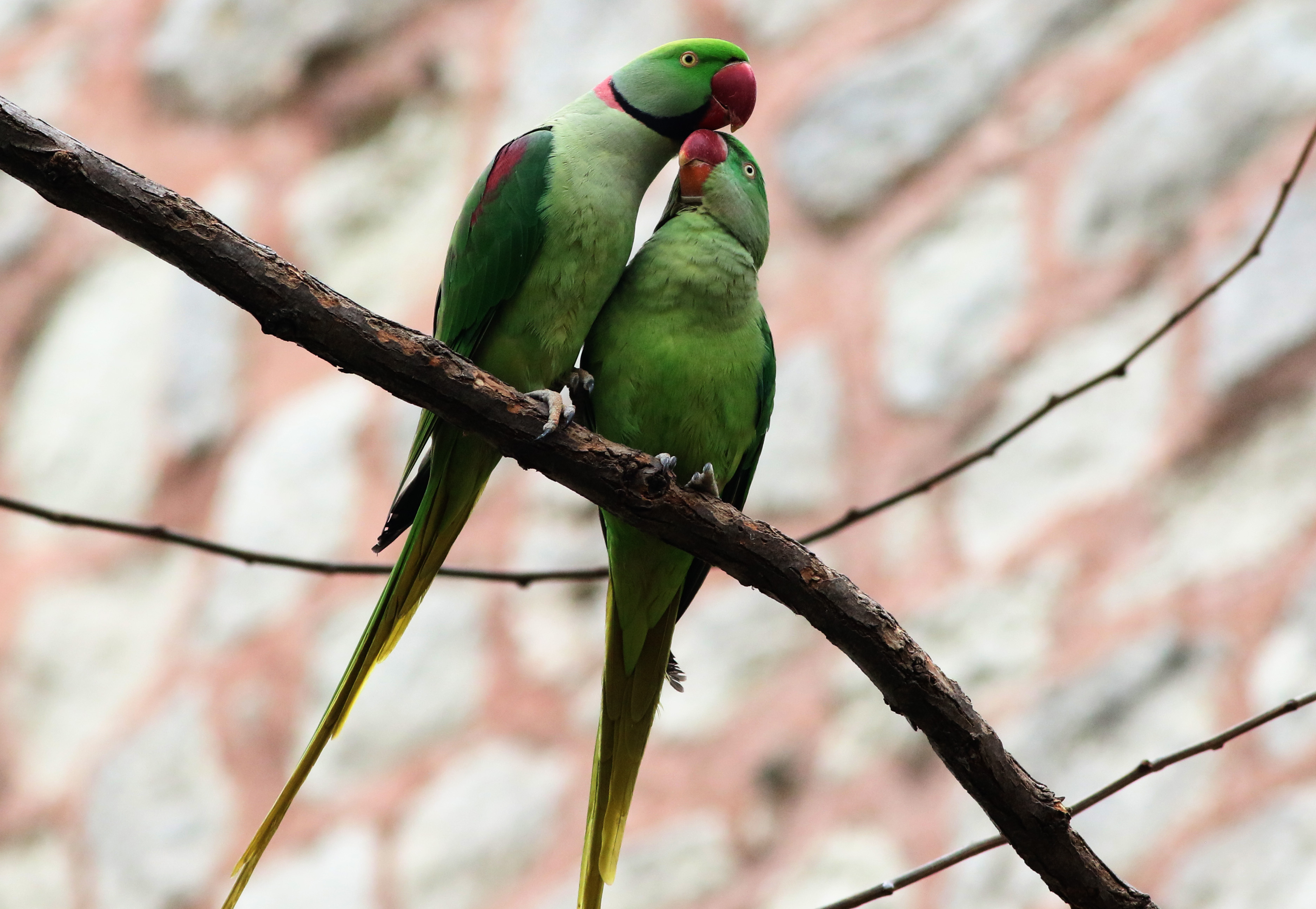 Alexandrine Parakeet