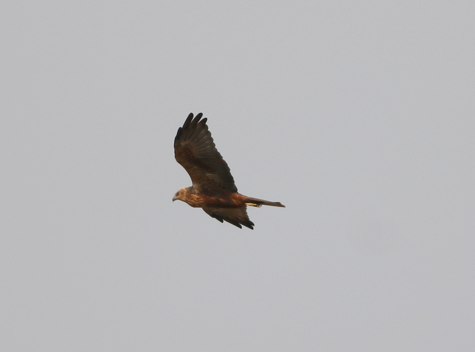 Pallid Harrier