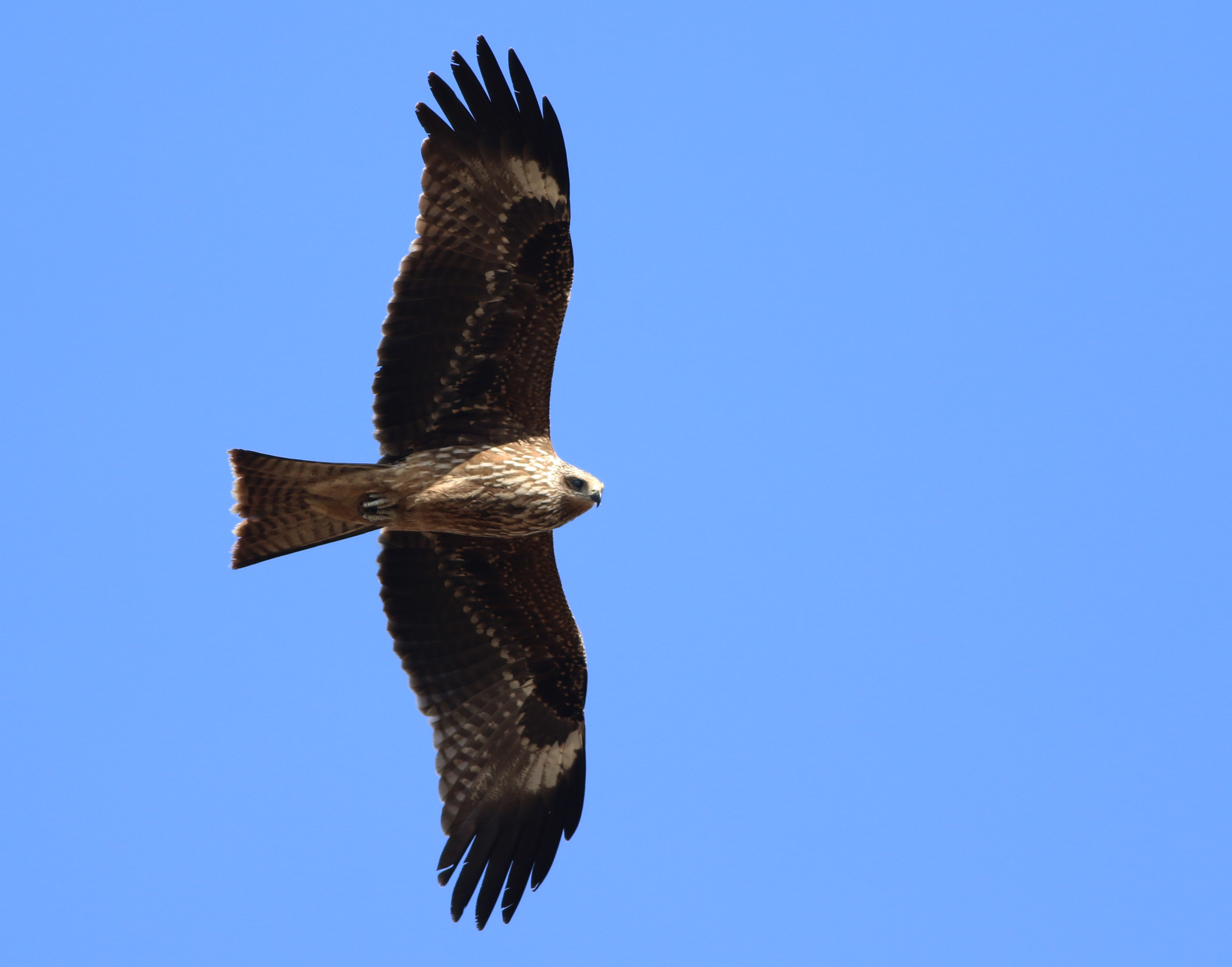 Black Kite