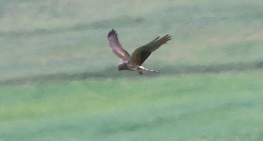 Pallid Harrier